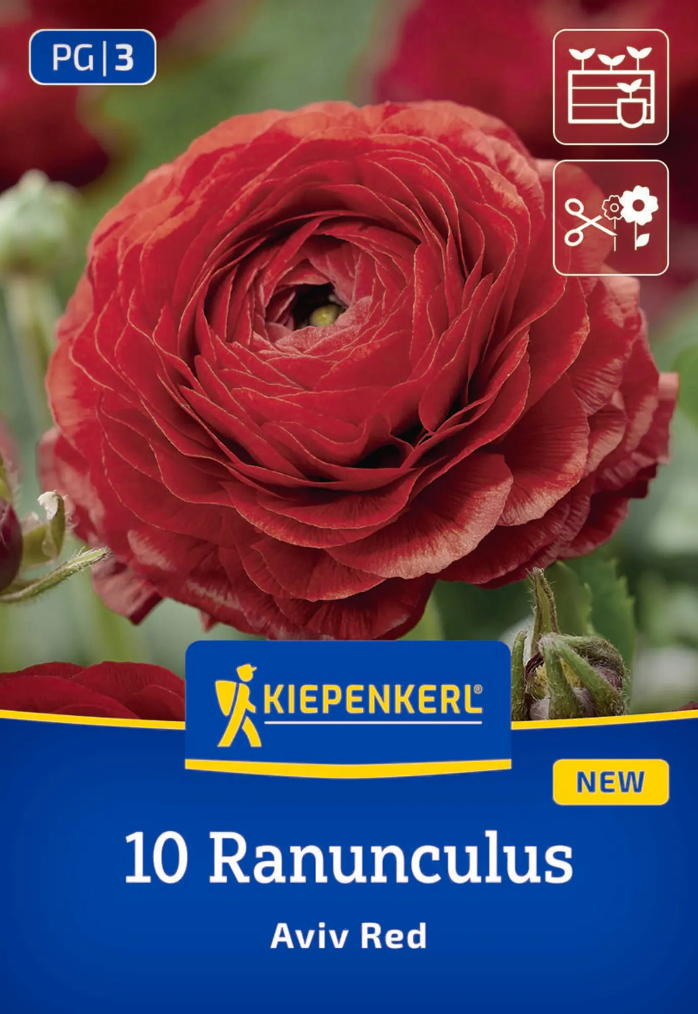Kiepenkerl Frühjahrsblumenzwiebel Ranunkeln Aviv Rot 10 Stück