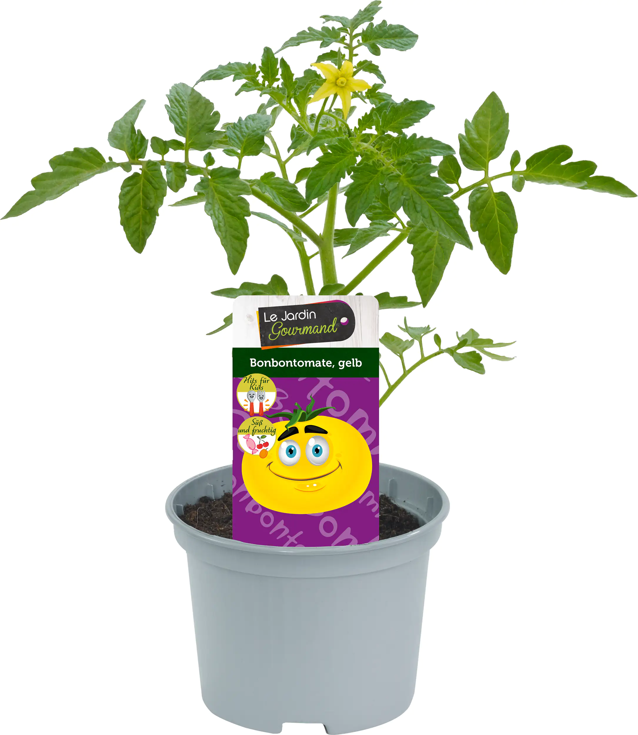 Gemüsepflanzen "Hits für Kids" Gelbe Bonbontomate - 12 cm Topf