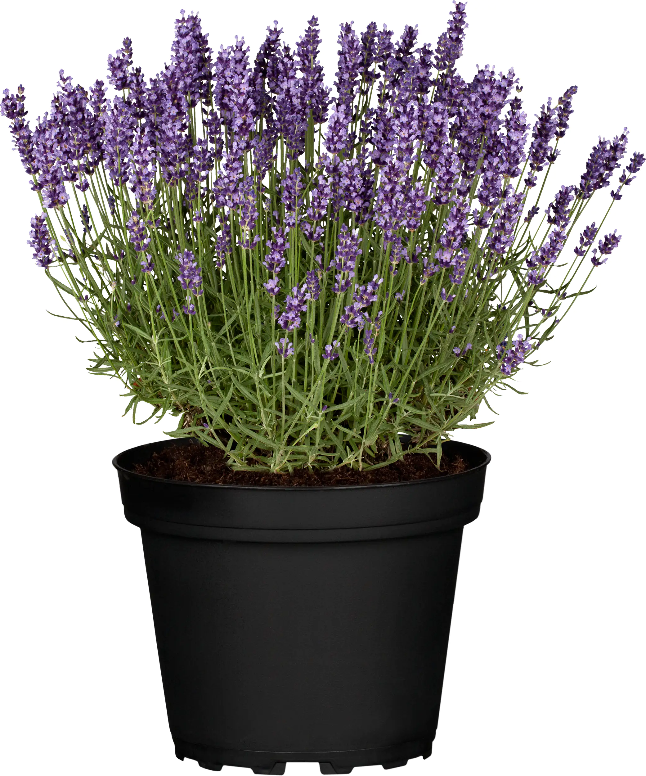 42+ Lavandula Angustifolia Kaufen, Daraus wird auch das wertvolle