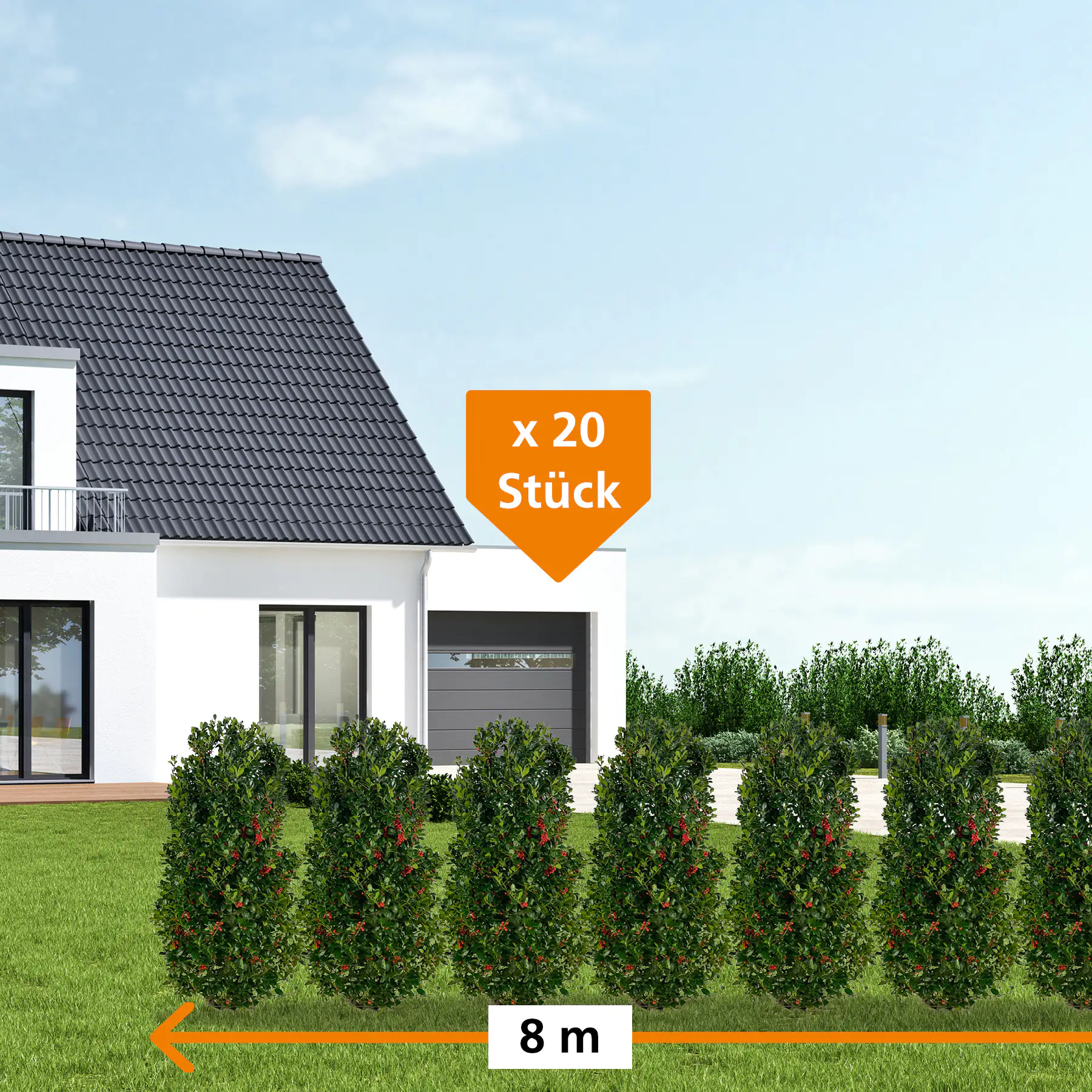 Stechpalme Ilex merservae Heckenfee H 80 - 100 cm, 20 Stück
