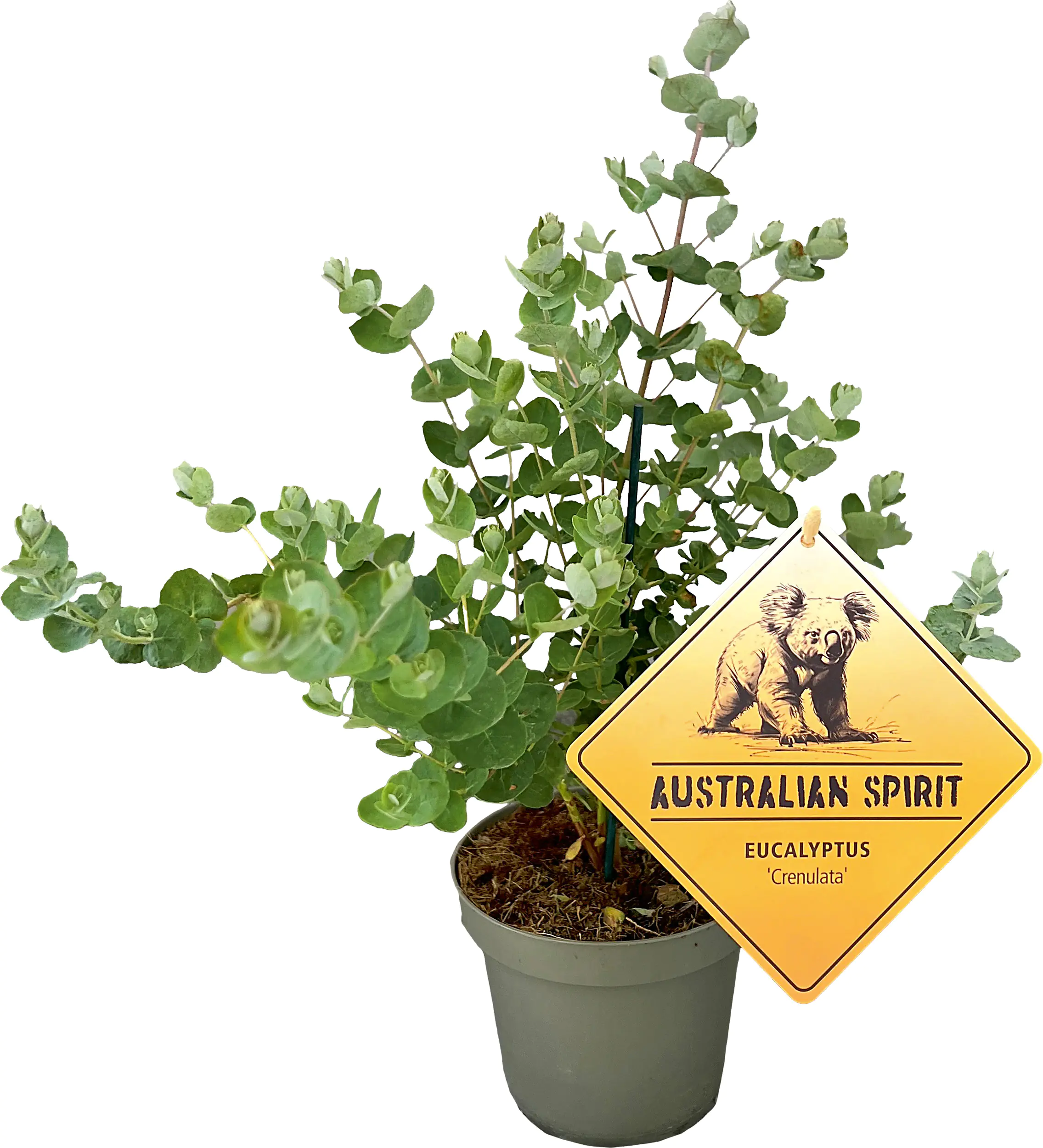 Eucalyptus Australian Spirit 14 cm Topf
