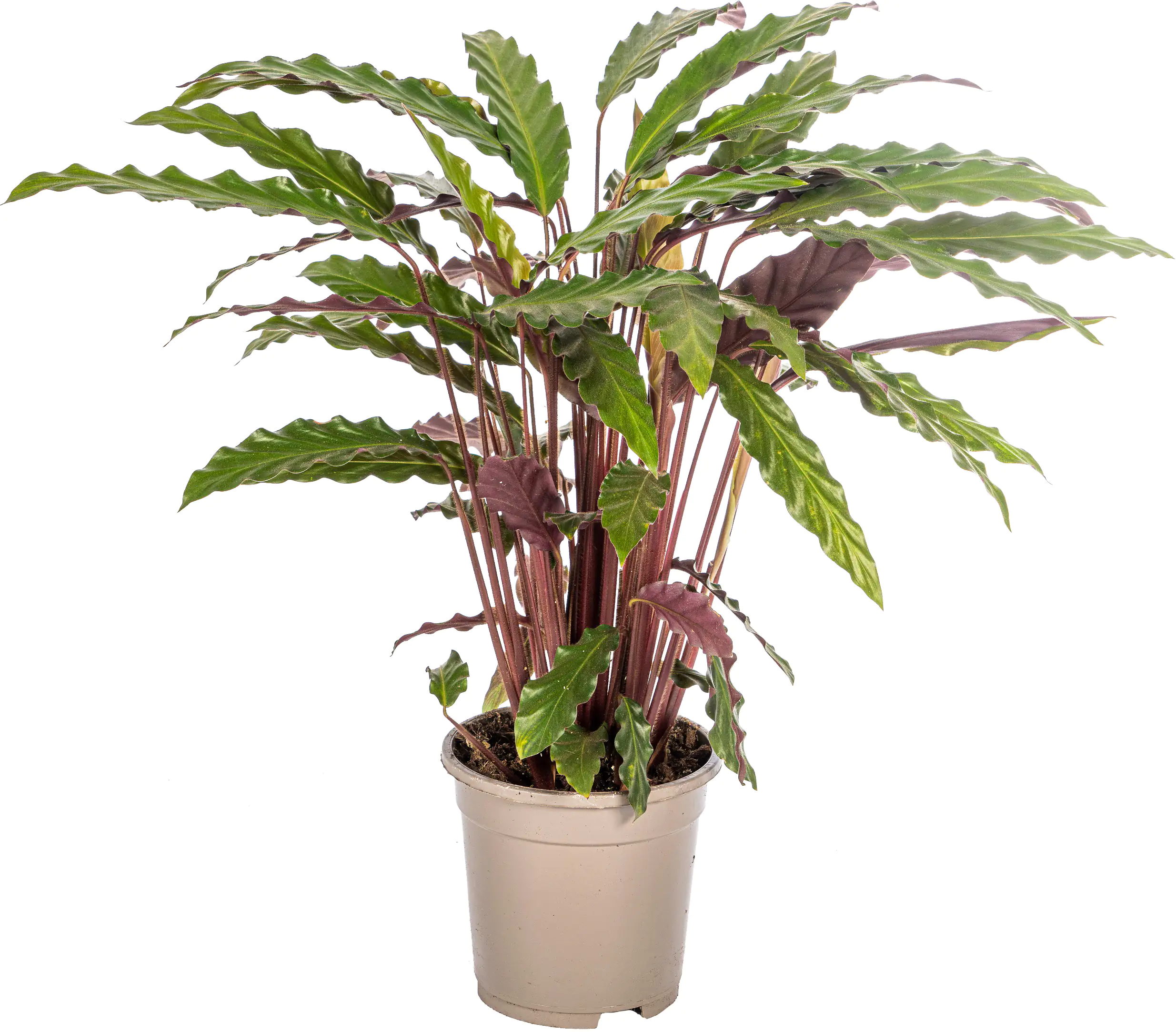 Korbmaranthe Mix Calathea H 45 cm 17 cm Topf