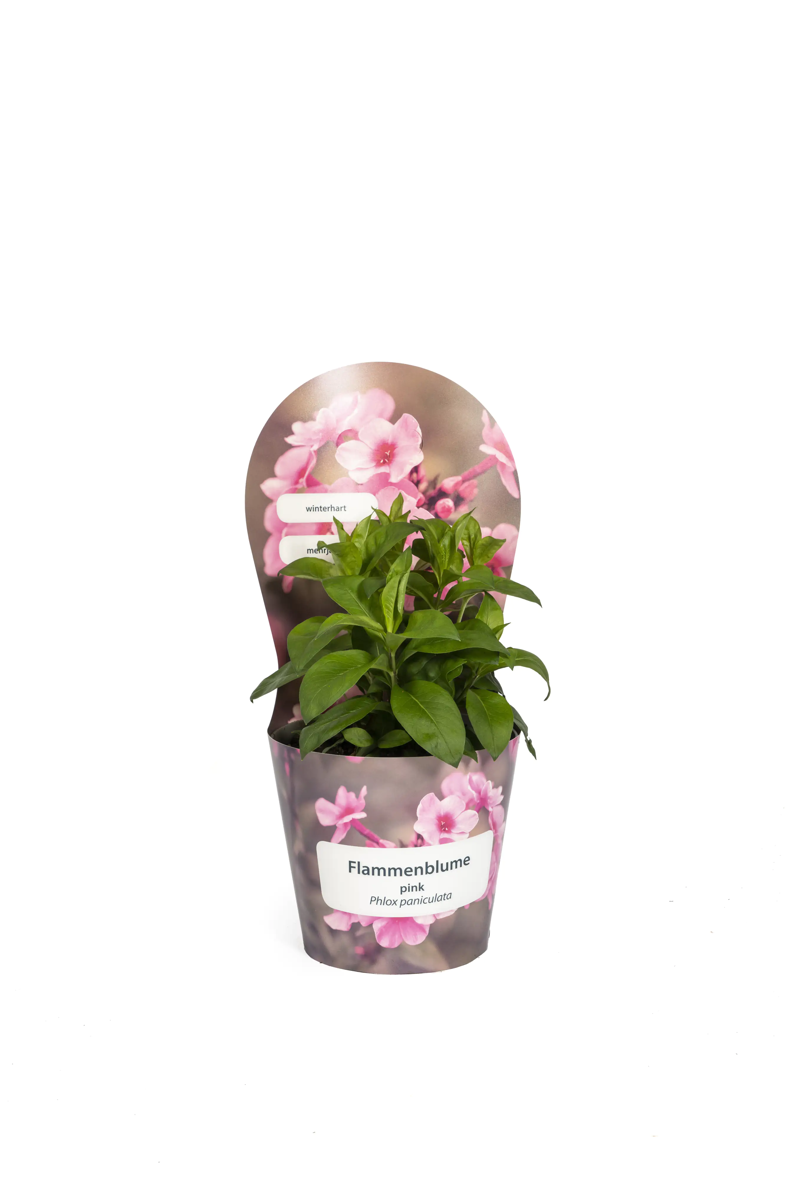 Solitärstauden Flammenblume Phlox paniculata H 60 - 120 cm 19 cm Topf