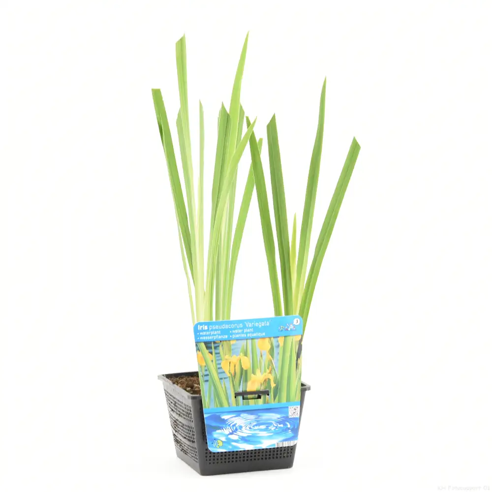 Wasserpflanze Sumpfschwertlilie 18 cm Topf