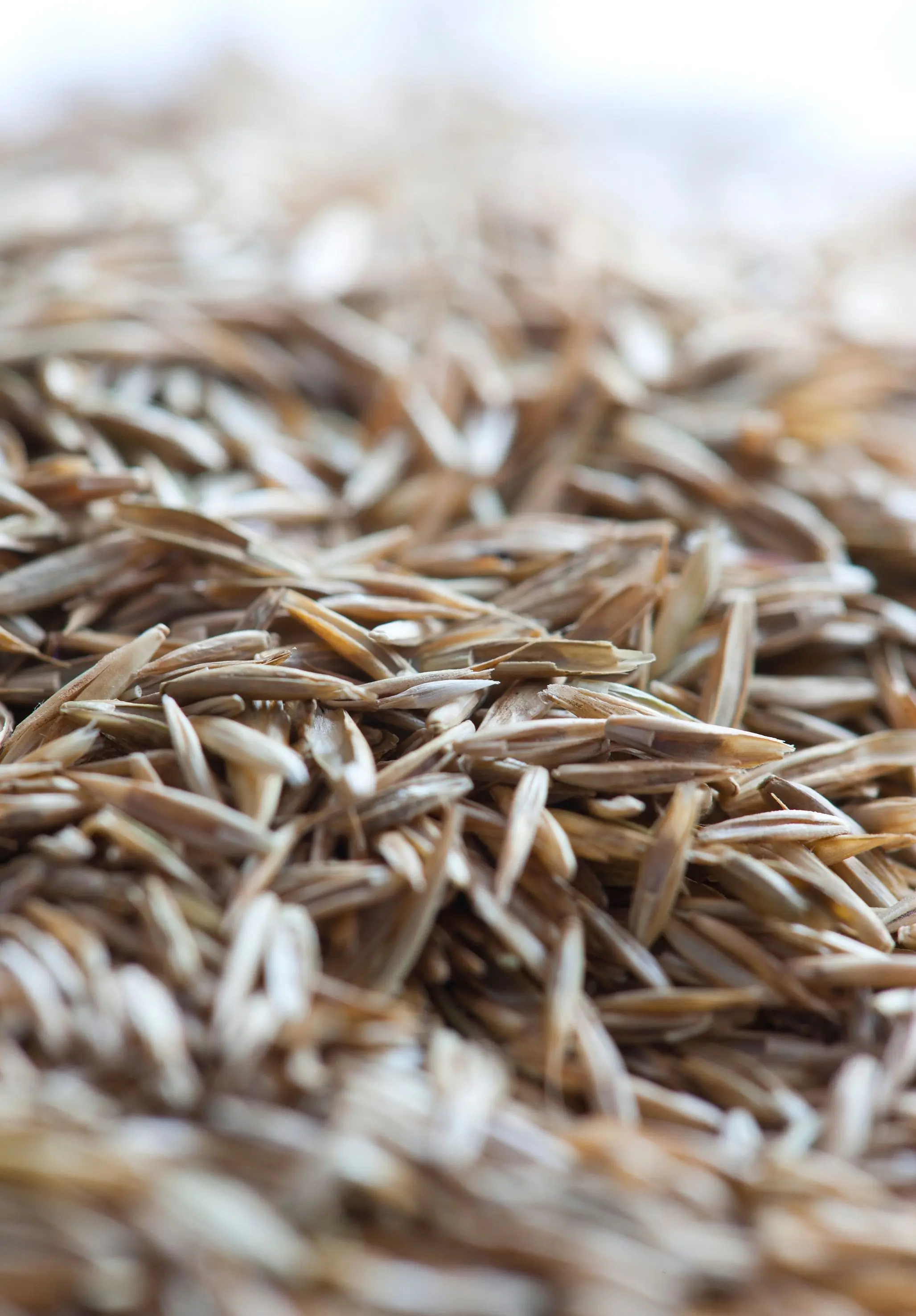 Rasetta Nachsaatrasen Sportrasen Regeneration 10 kg RSM 3.2