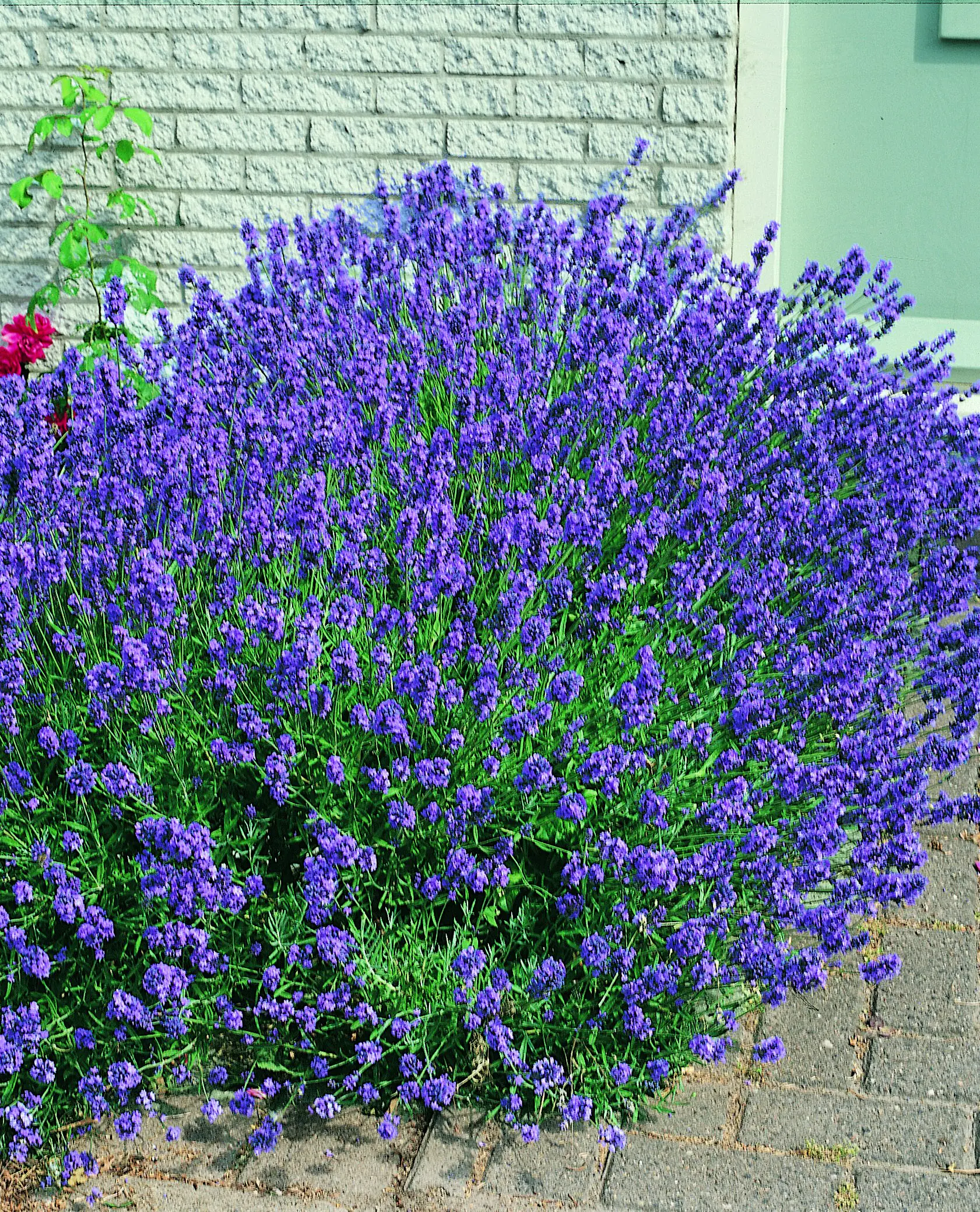 Freilandlavendel Munstead Auslese Lavandula, 5 l Container Freilandlavendel Munstead Auslese Lavandula, 5 l Container