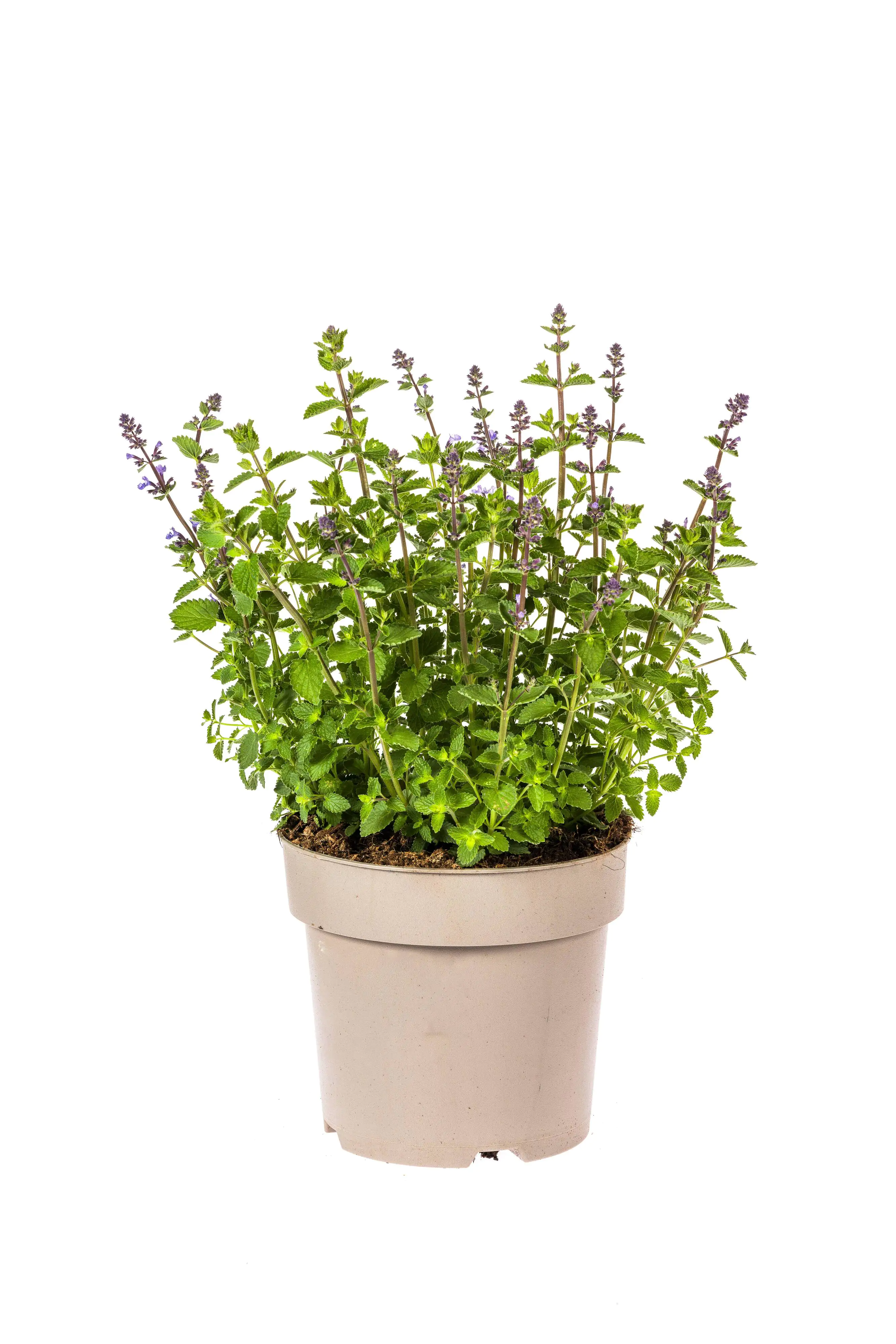 Katzenminze Nepeta faassenii Purrsian Blue 19 cm Topf
