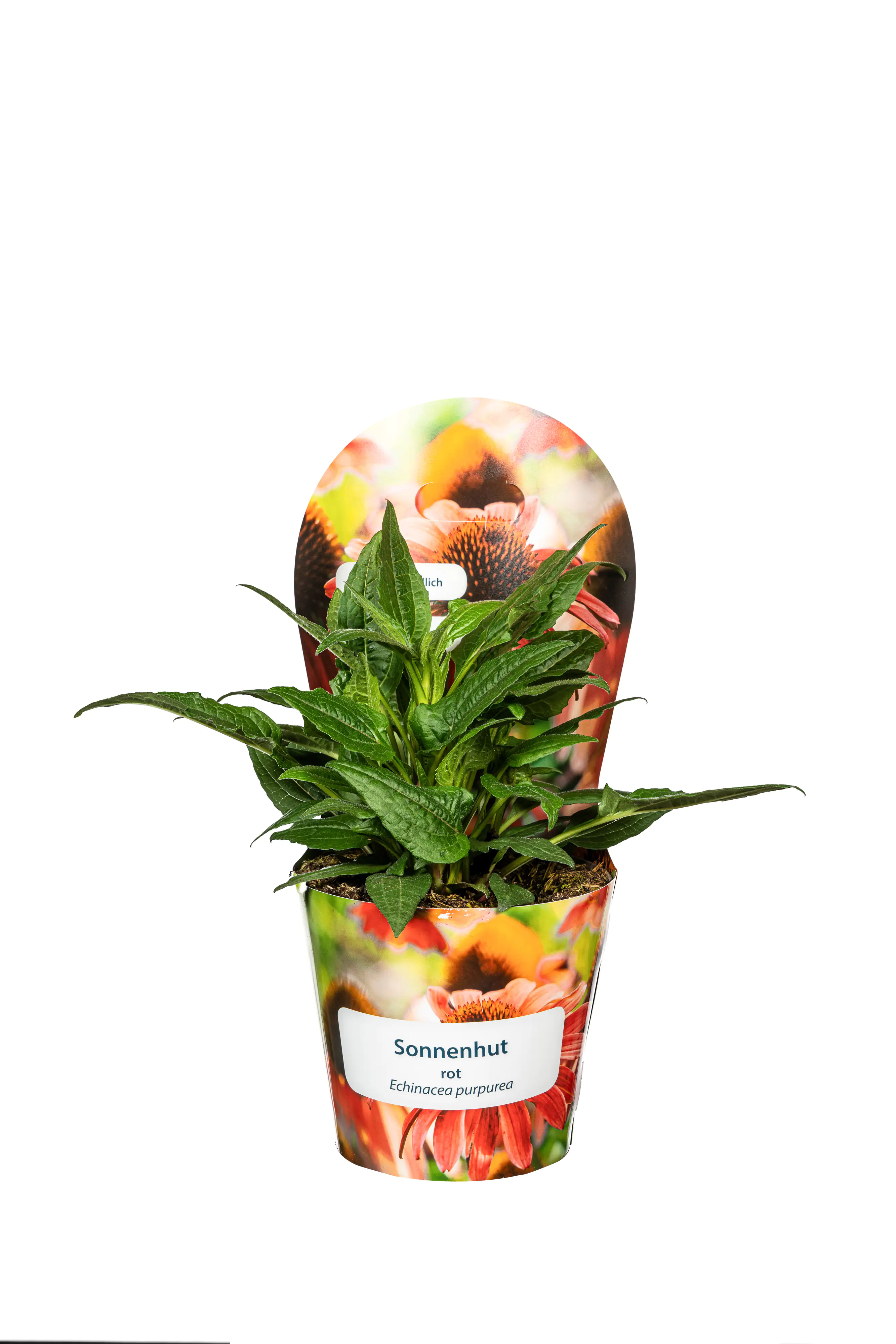 Sonnenhut Echinacea purpurea 19 cm Topf