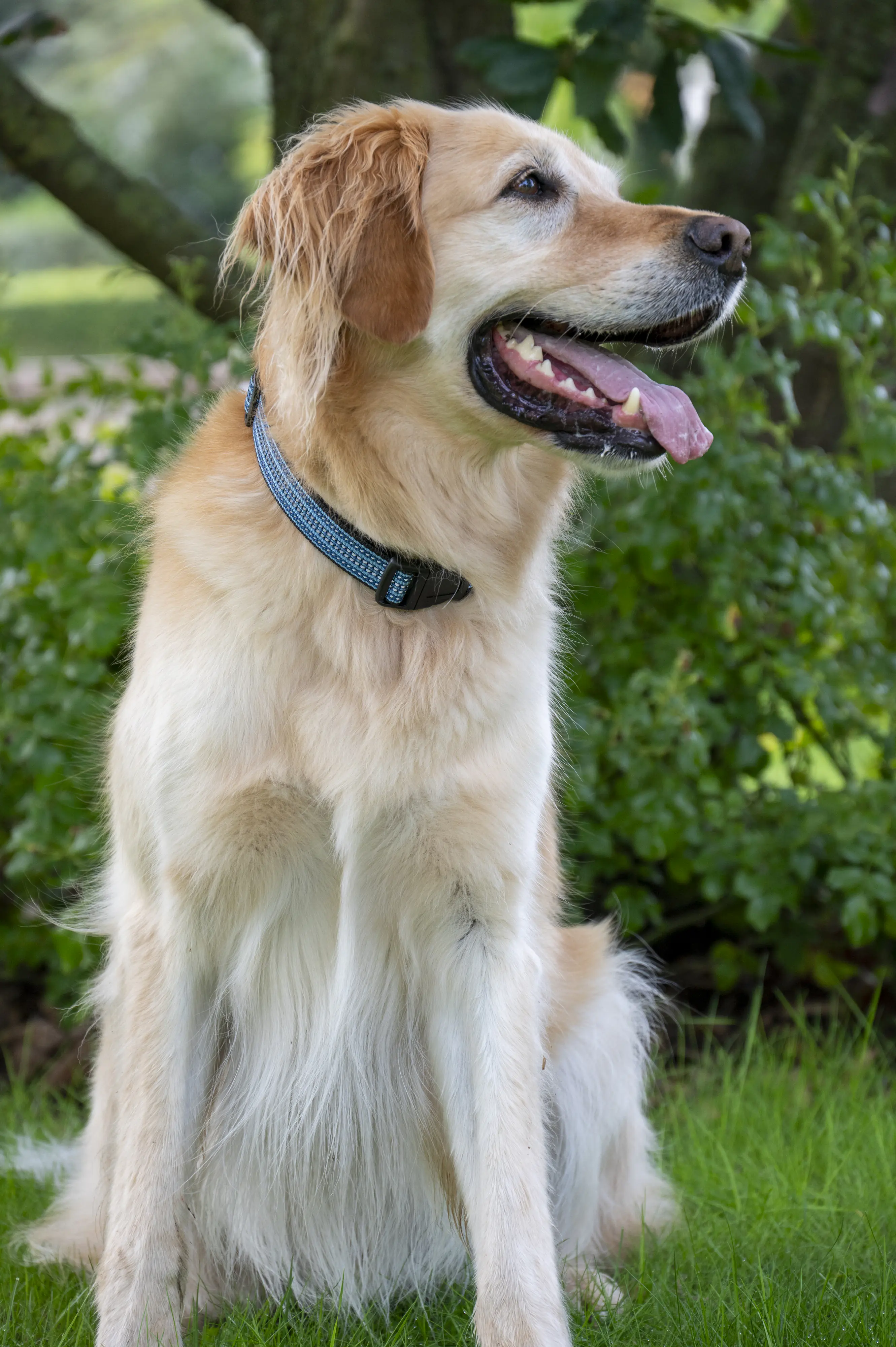 Dobar Hundehalsband 38 - 64 cm blau