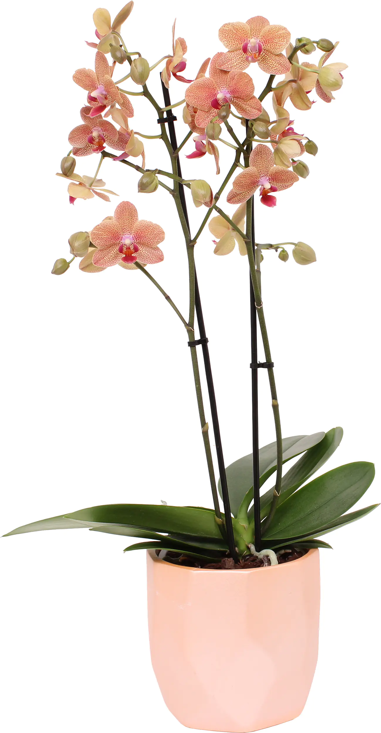 Orchidee Phalaenopsis Multiflora 2 Trieber 12 cm Topf im trendy Metallicflächen Keramiktopf