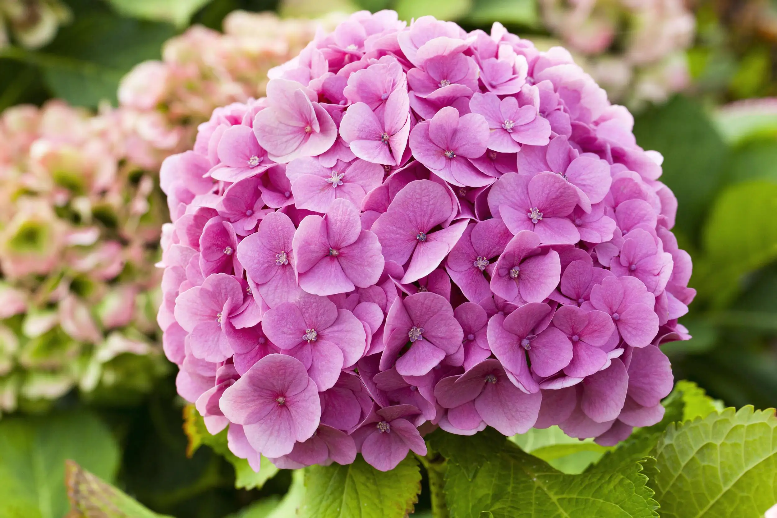Freiland-Hortensie Hydrangea macrophylla 23 cm Topf Freiland-Hortensie Hydrangea macrophylla 23 cm Topf