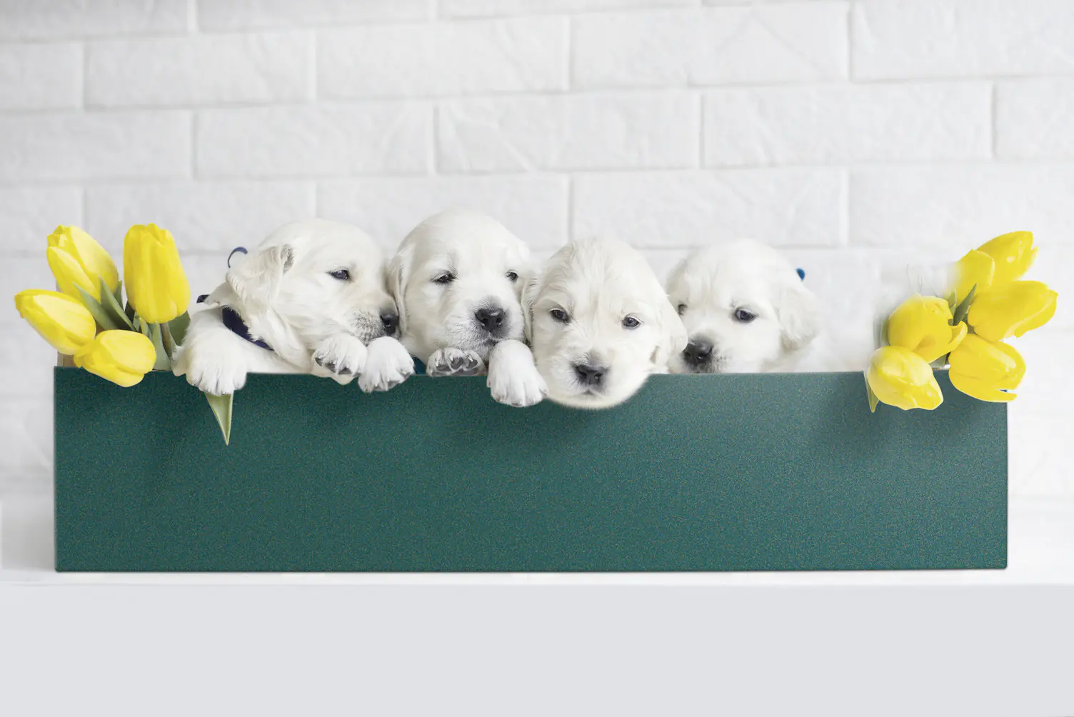 d-c-fix Klebefolie Velours billardgrün 45 cm x 5 m