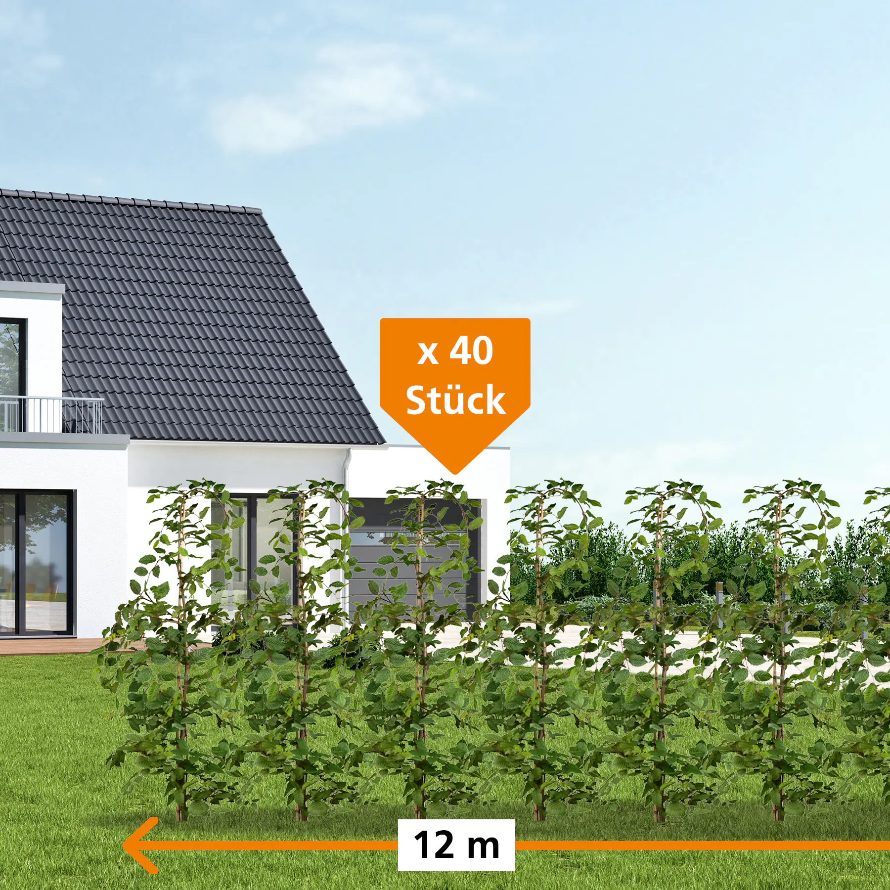 Hainbuche Carpinus betulus H 175 - 200 cm, 40 Stück Hainbuche Carpinus betulus H 175 - 200 cm, 40 Stück