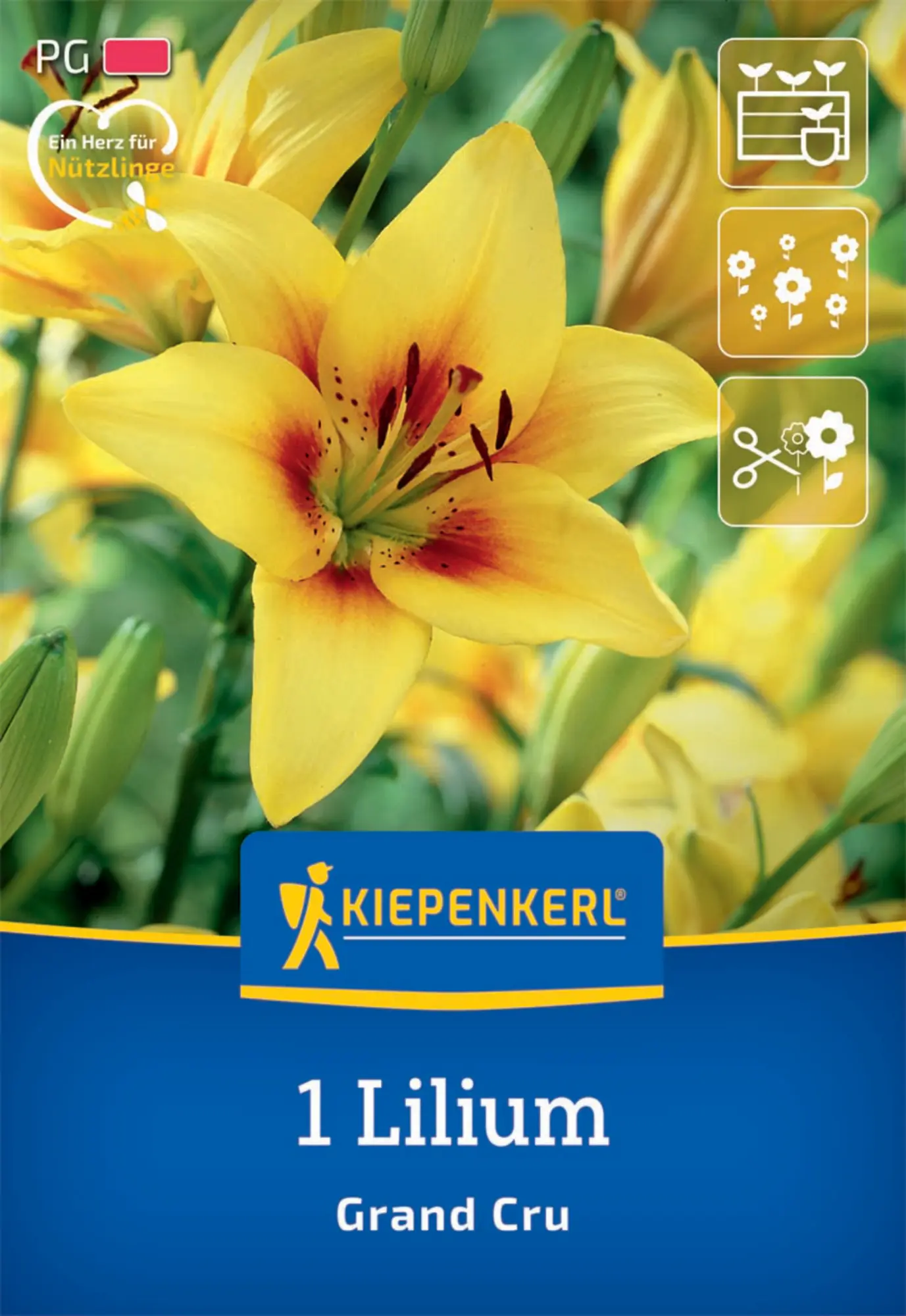 Kiepenkerl Herbstblumenzwiebel Asiatische Lilie Grand Cru 1 Stück