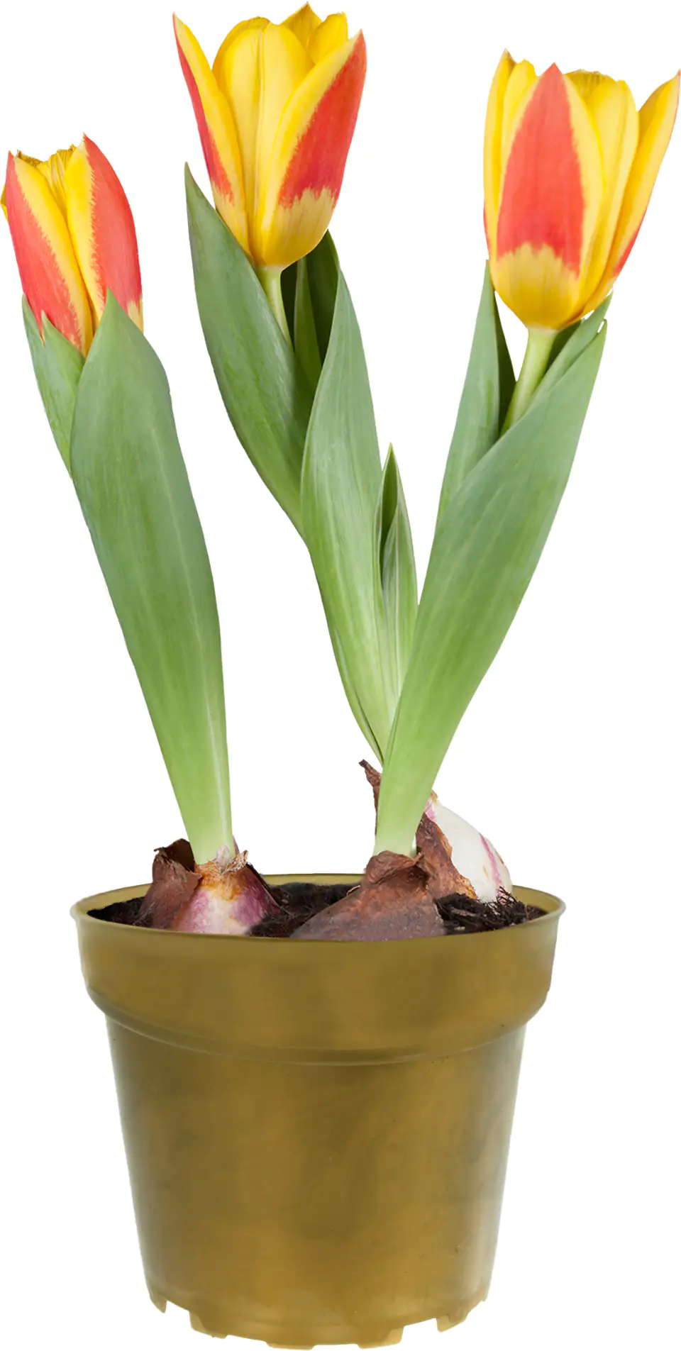 Tulipa Tulpen 12 cm Topf Tulipa Tulpen 12 cm Topf