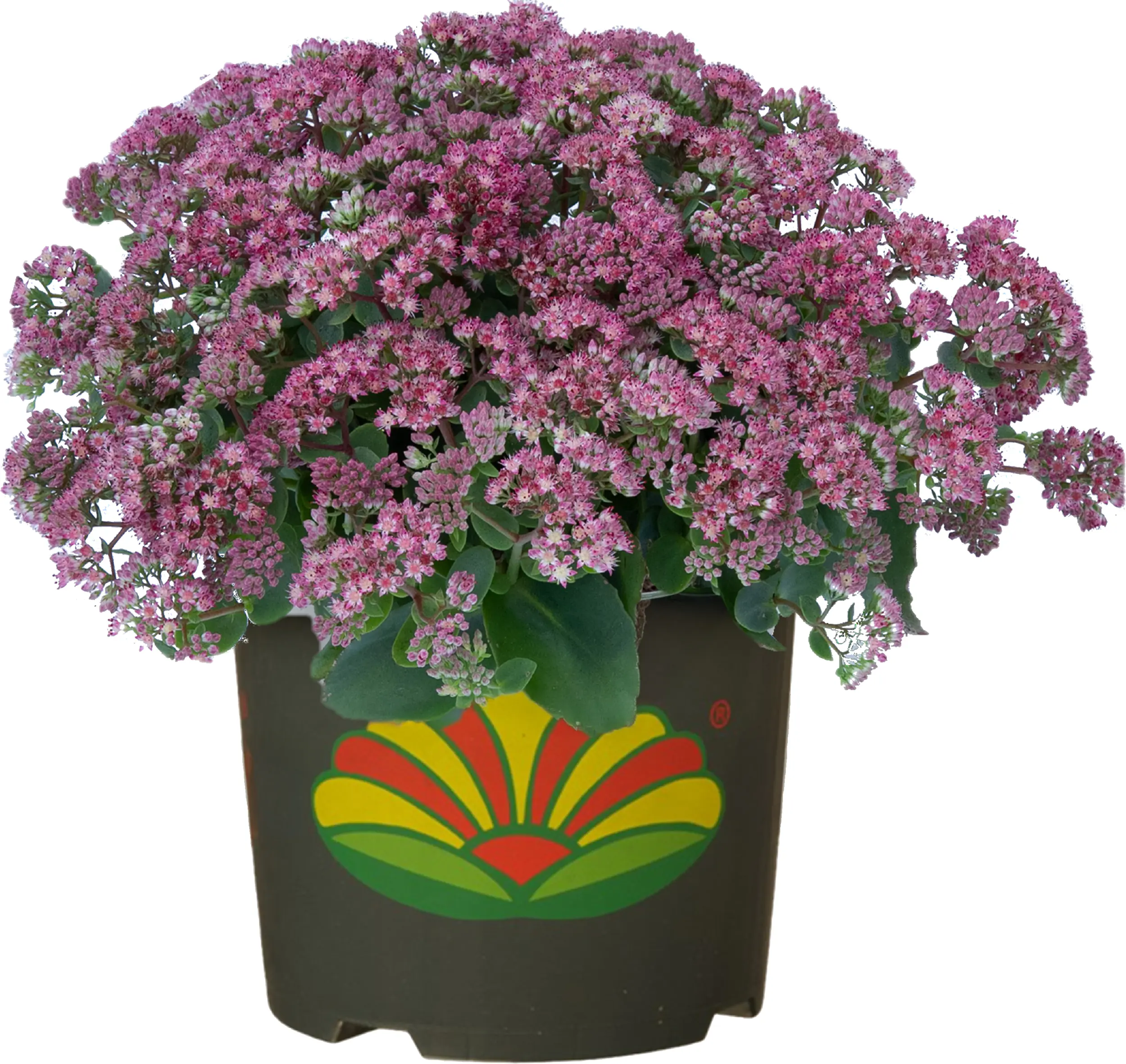 Sedum in Sorten Fetthenne in Sorten 30 cm 5 L Container
