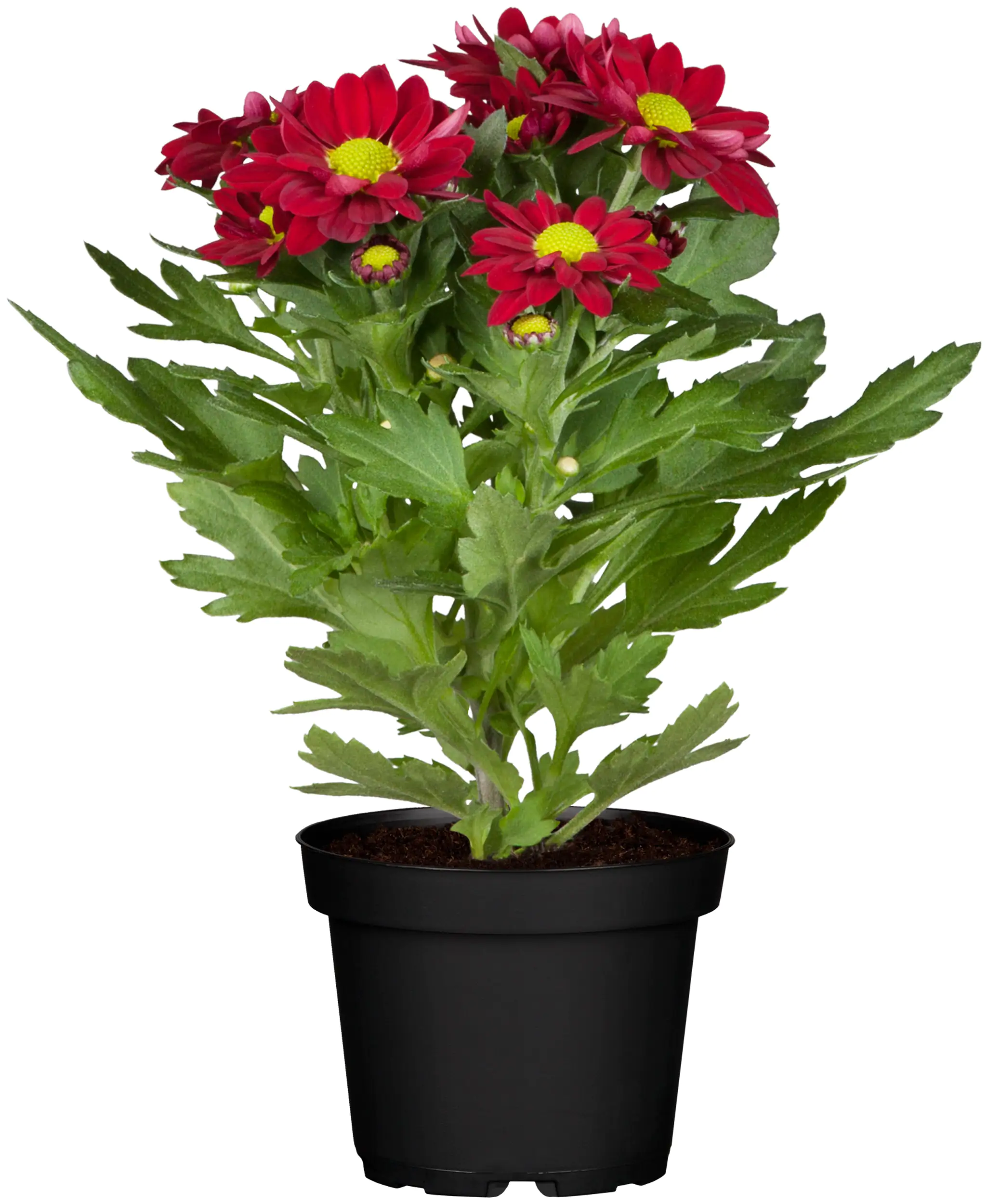 Chrysantheme Classix Mix 9 cm Topf
