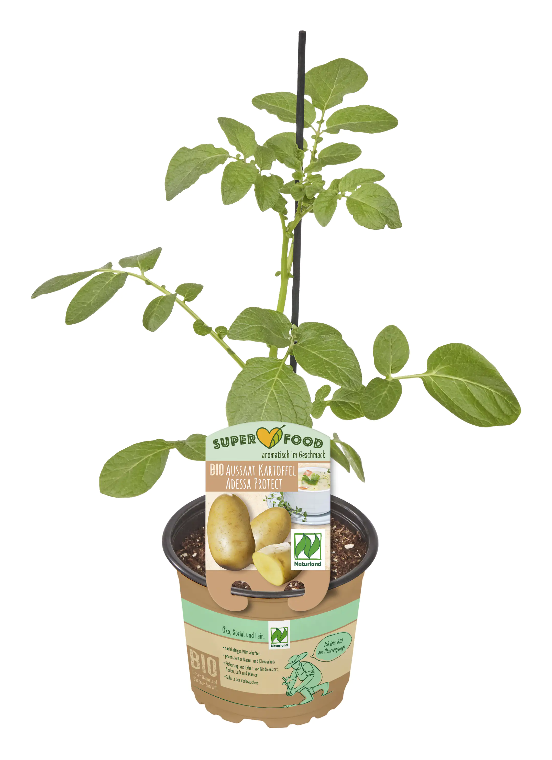 Kartoffel Adessa Protect 13 cm Topf