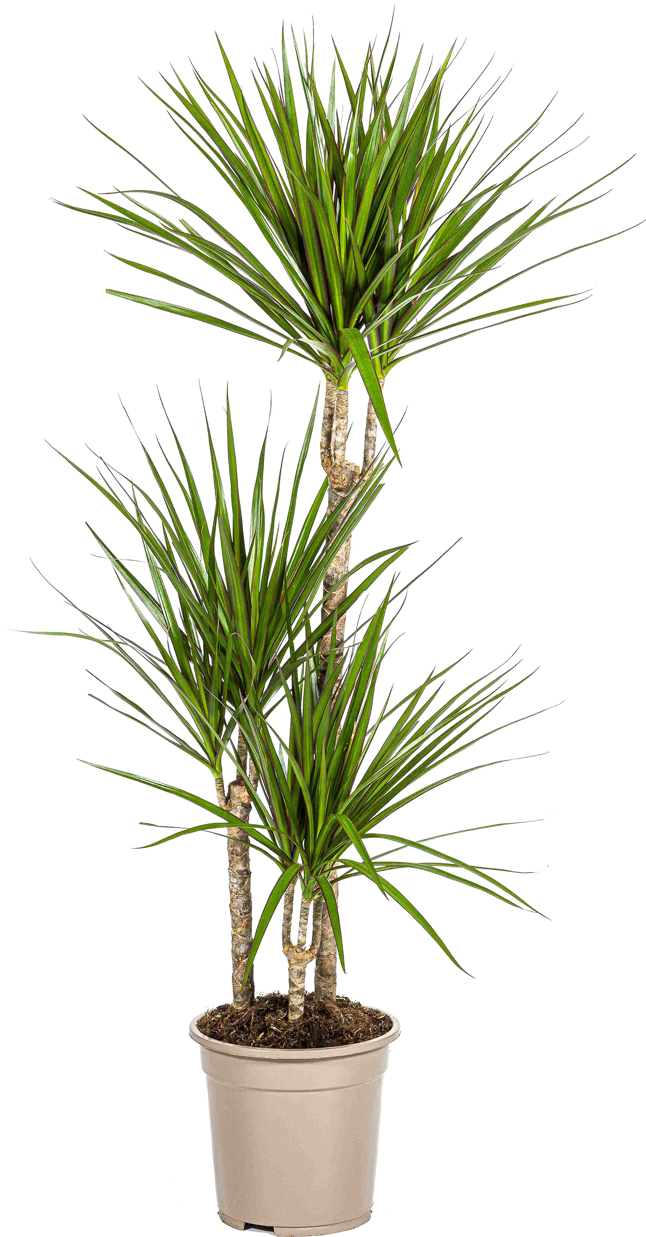 Drachenbaum Dracaena Marginata H ca 120 cm 21 cm Topf Drachenbaum Dracaena Marginata H ca 120 cm 21 cm Topf