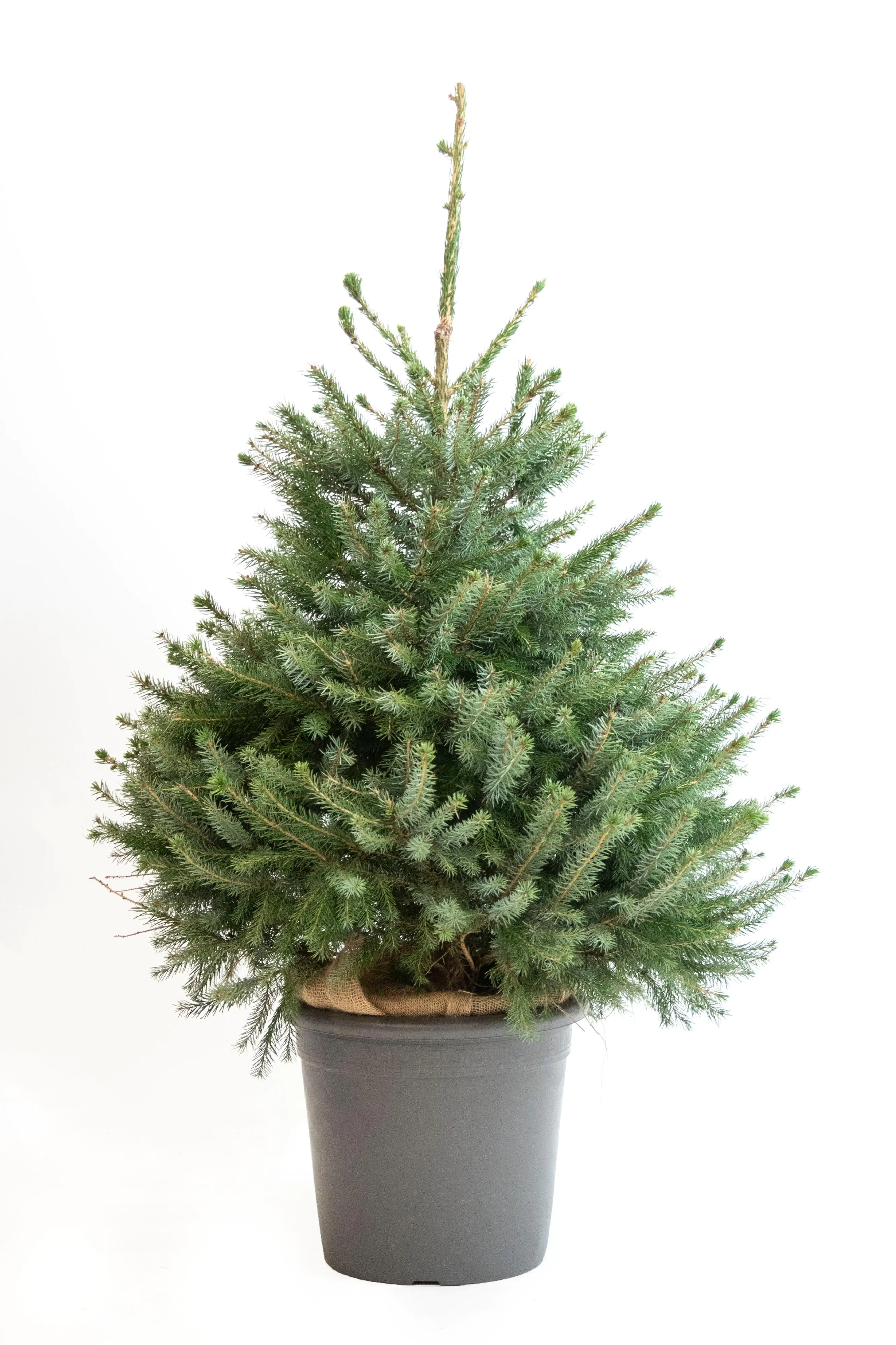 Serbische Fichte Picea Omorika 9,5 Liter Container, topfgewachsen Serbische Fichte Picea Omorika 9,5 Liter Container, topfgewachsen
