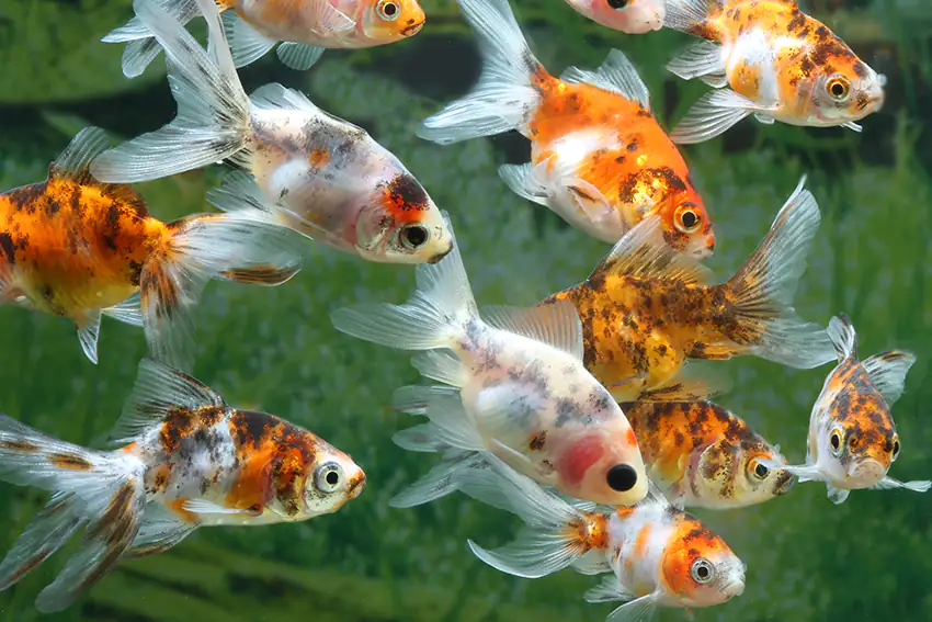 Teichfisch Schleierschwanz calico 4 - 6 cm Carassius auratus