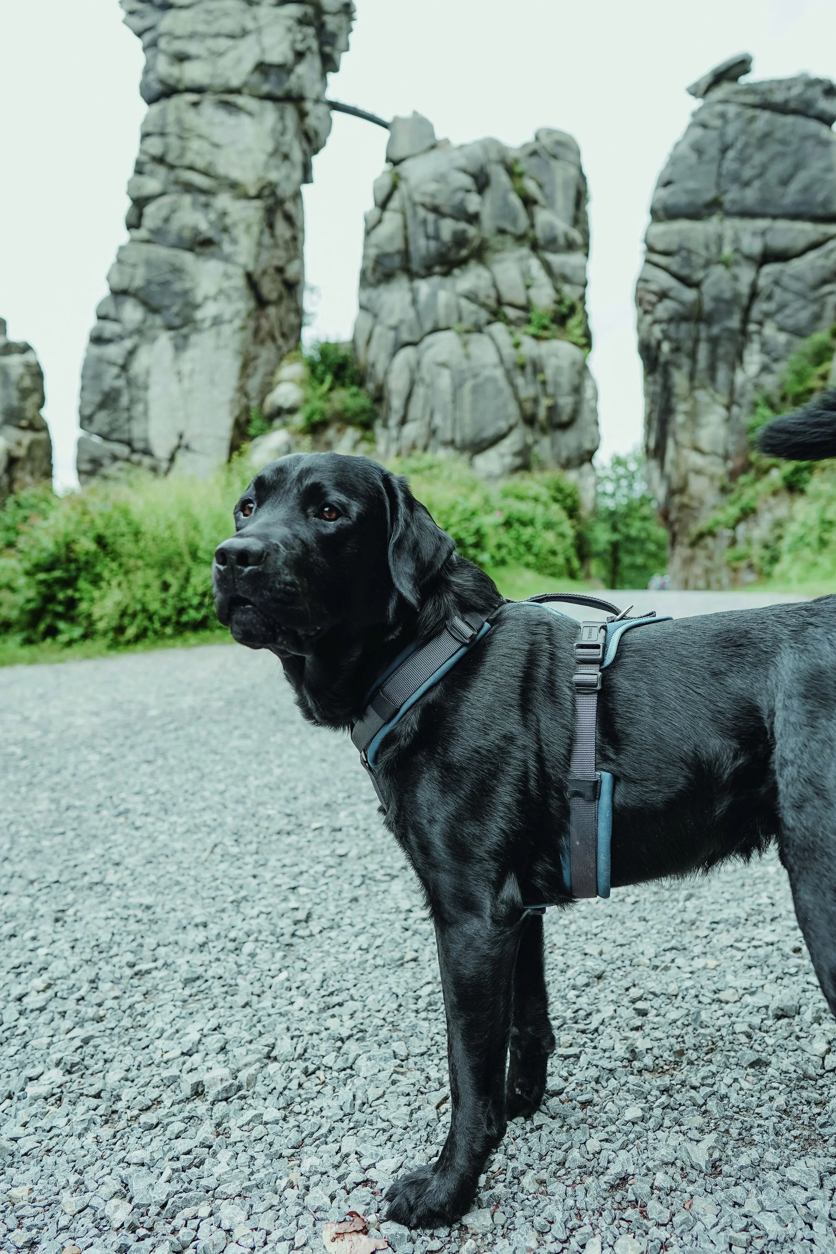 Hunter Hundegeschirr Maldon Up mit Griff L petrol/grau