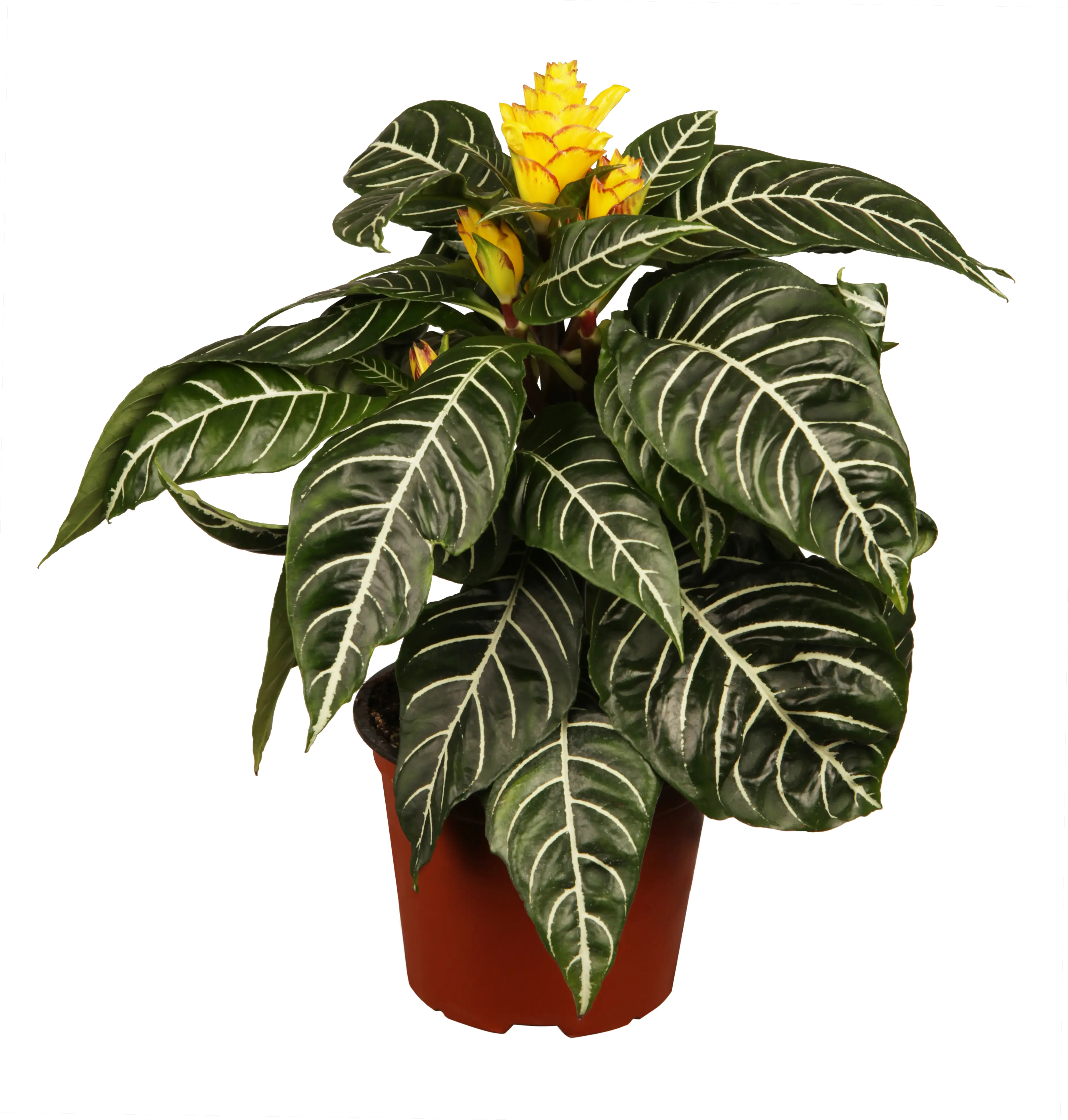 Glanzkölbchen Aphelandra White Wash H ca. 30 cm 12 cm Topf