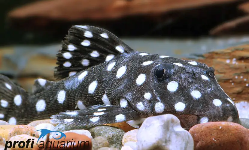 Schneeball Baryancistrus LDA 33 Bachyancistrus snowball