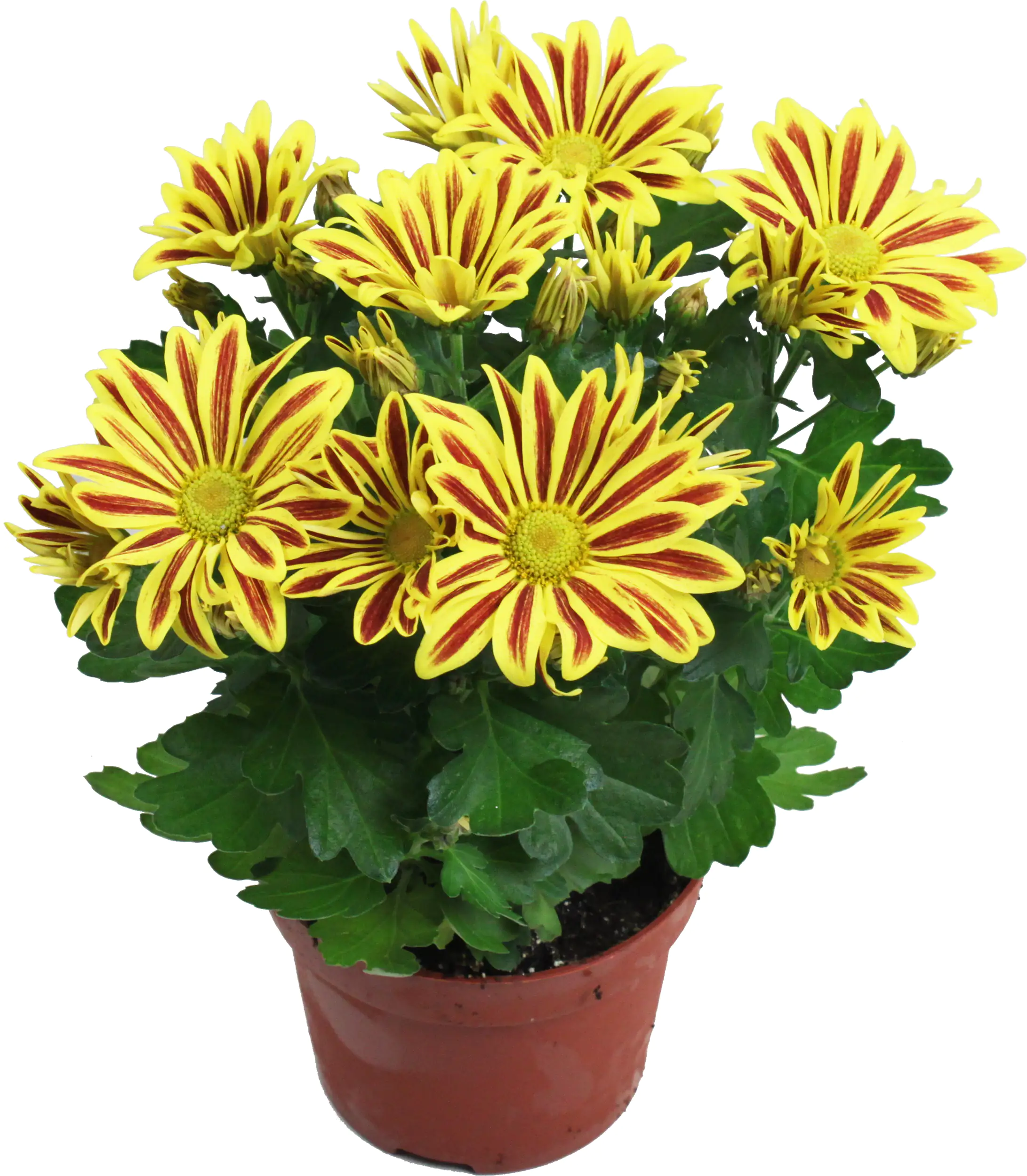 Chrysanthemen H ca 20 cm 13 cm Topf
