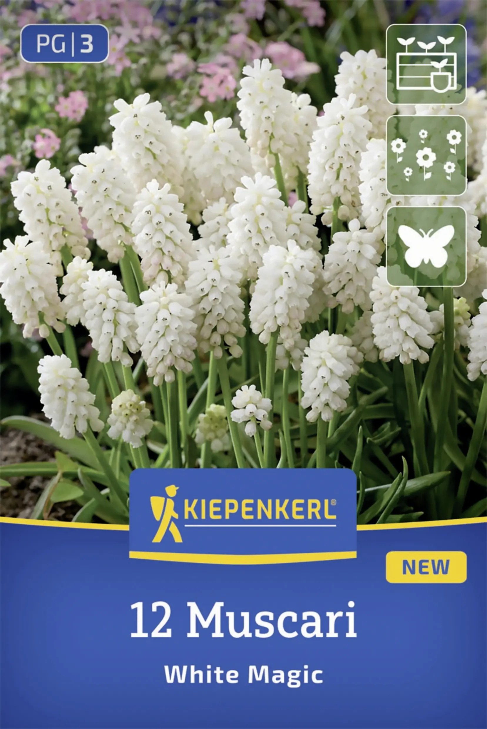 Kiepenkerl Traubenhyazinthe White Magic weiß 12 Stück