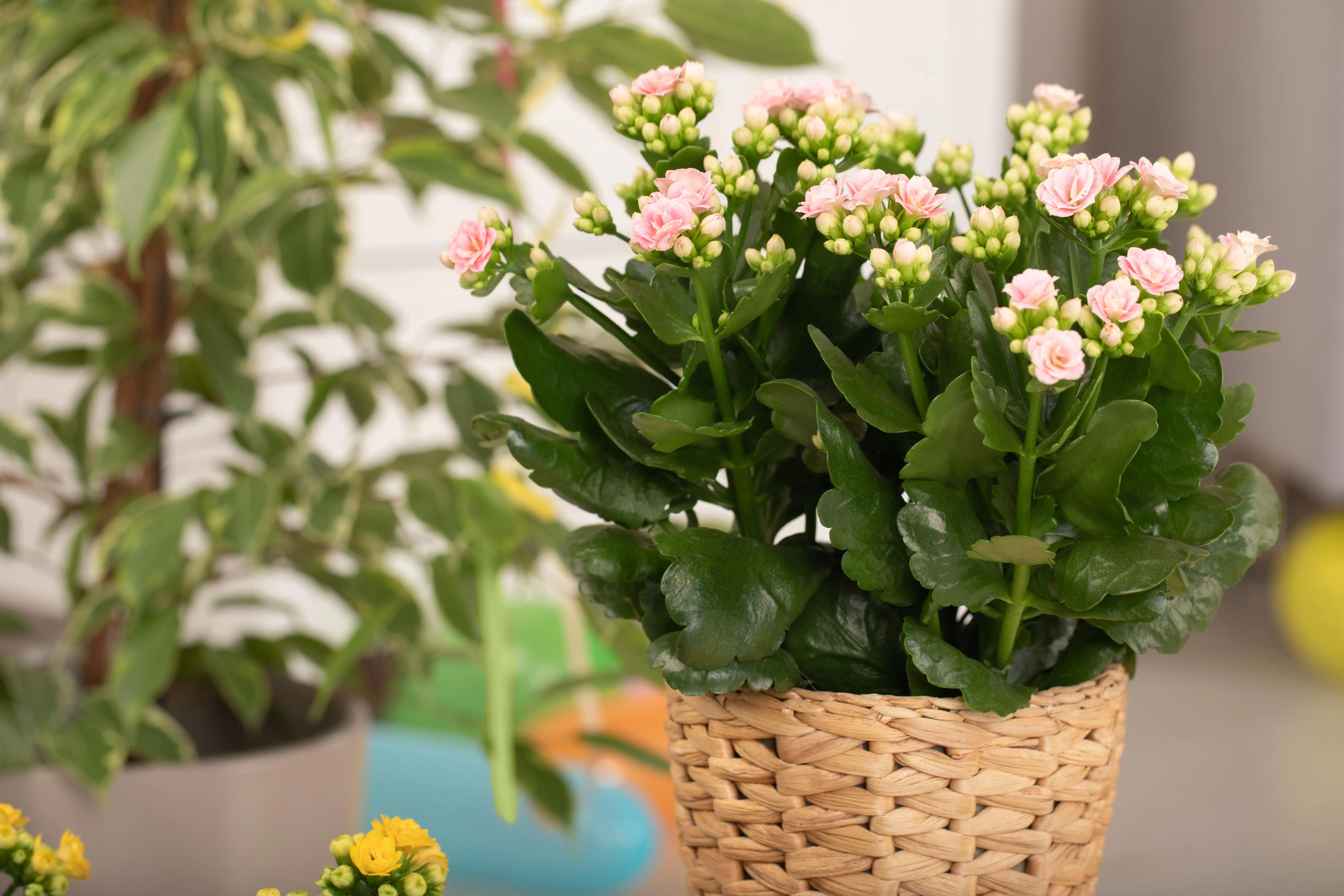 Flammendes Käthchen Kalanchoe Don Alano hellrosa H ca. 27 cm 15 cm Topf