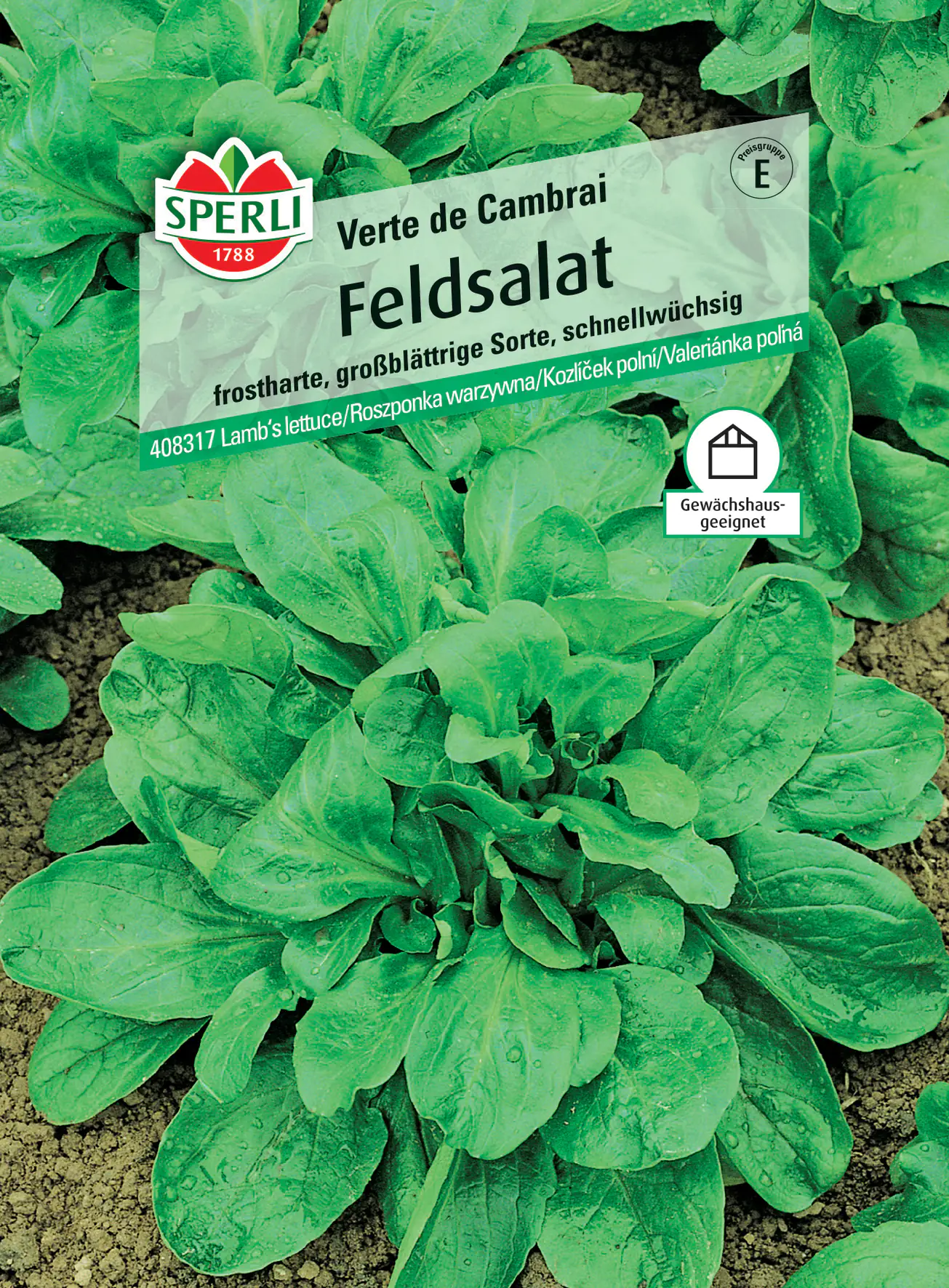 Sperli Feldsalat Verte de Cambrai