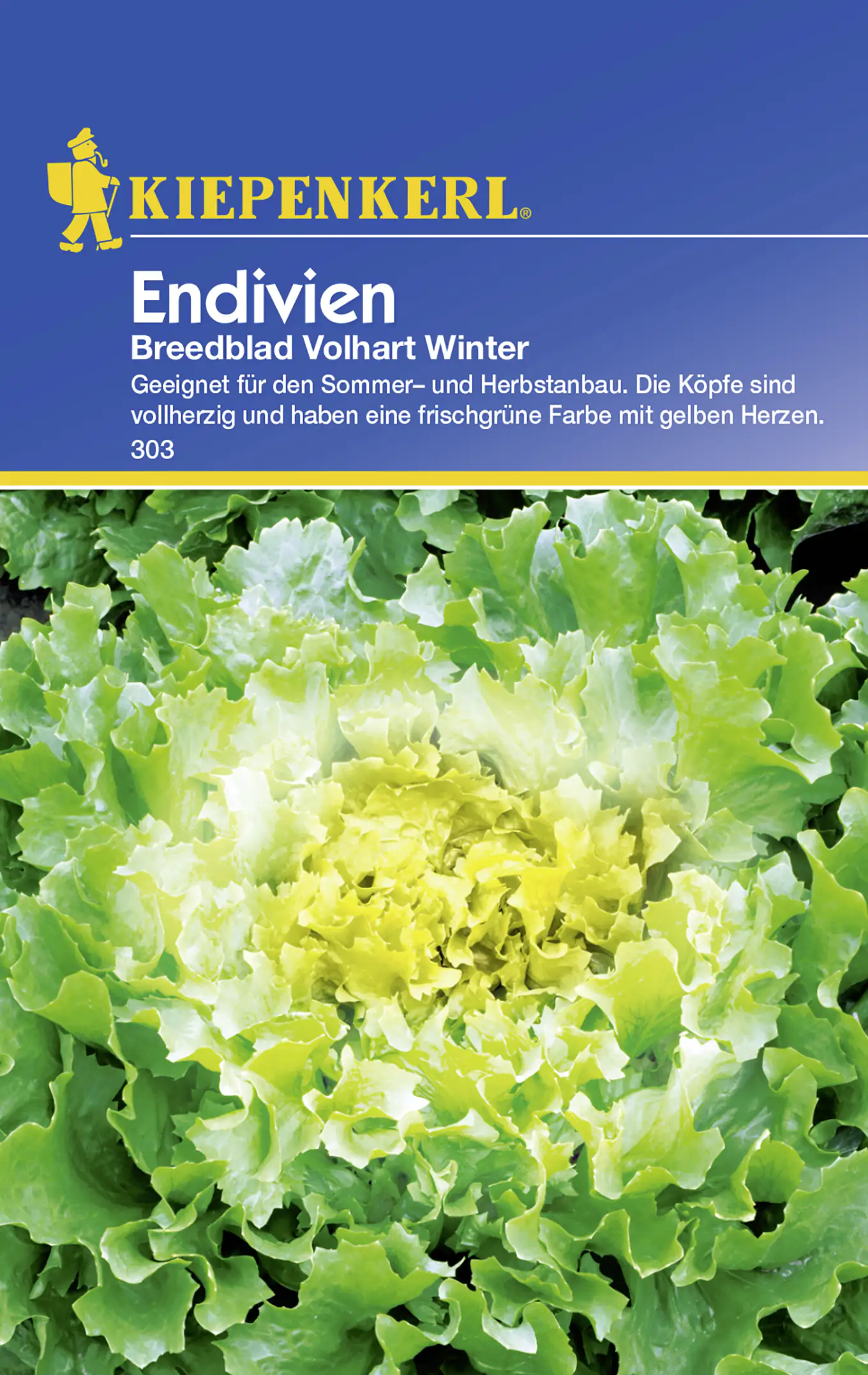 Kiepenkerl Endivie Breedblad Volhart Winter Chicorium endivia, Inhalt: ca. 200 Pflanzen Kiepenkerl Endivie Breedblad Volhart Winter Chicorium endivia, Inhalt: ca. 200 Pflanzen