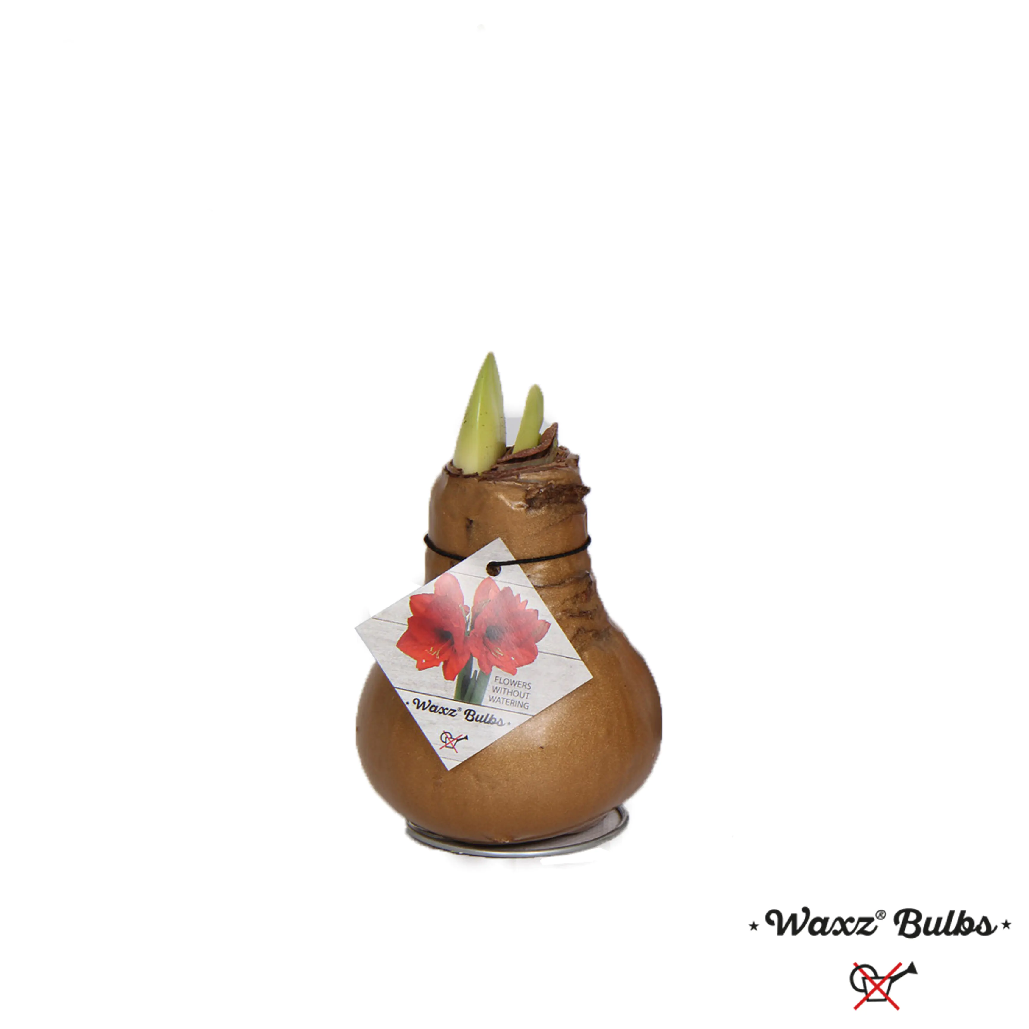 Amaryllis Hippeastrum in Wachs 