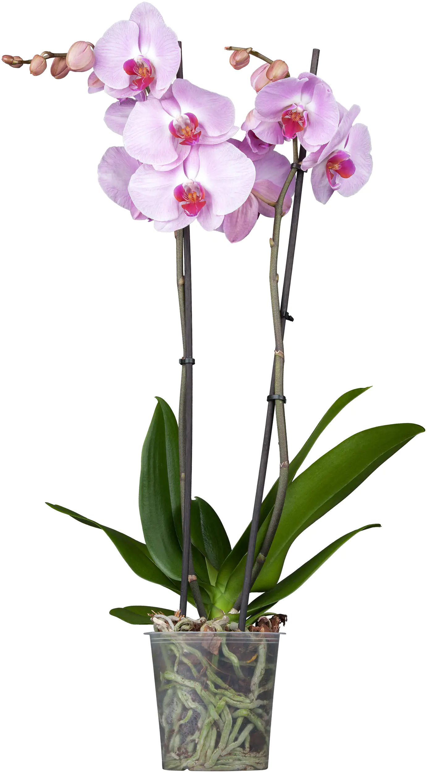 Schmetterlingsorchidee Phalaenopsis H ca 55 cm 12 cm Topf
