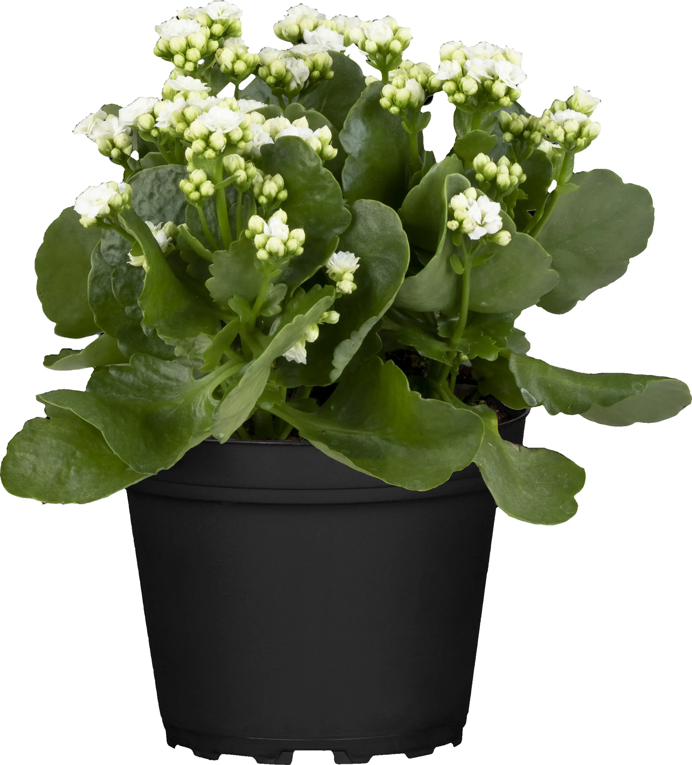 Kalanchoe Flammendes Käthchen Queen Mix 14 cm Topf