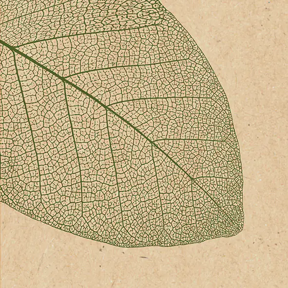 Braun & Company Servietten natur 33 x 33 cm - 20er Pack