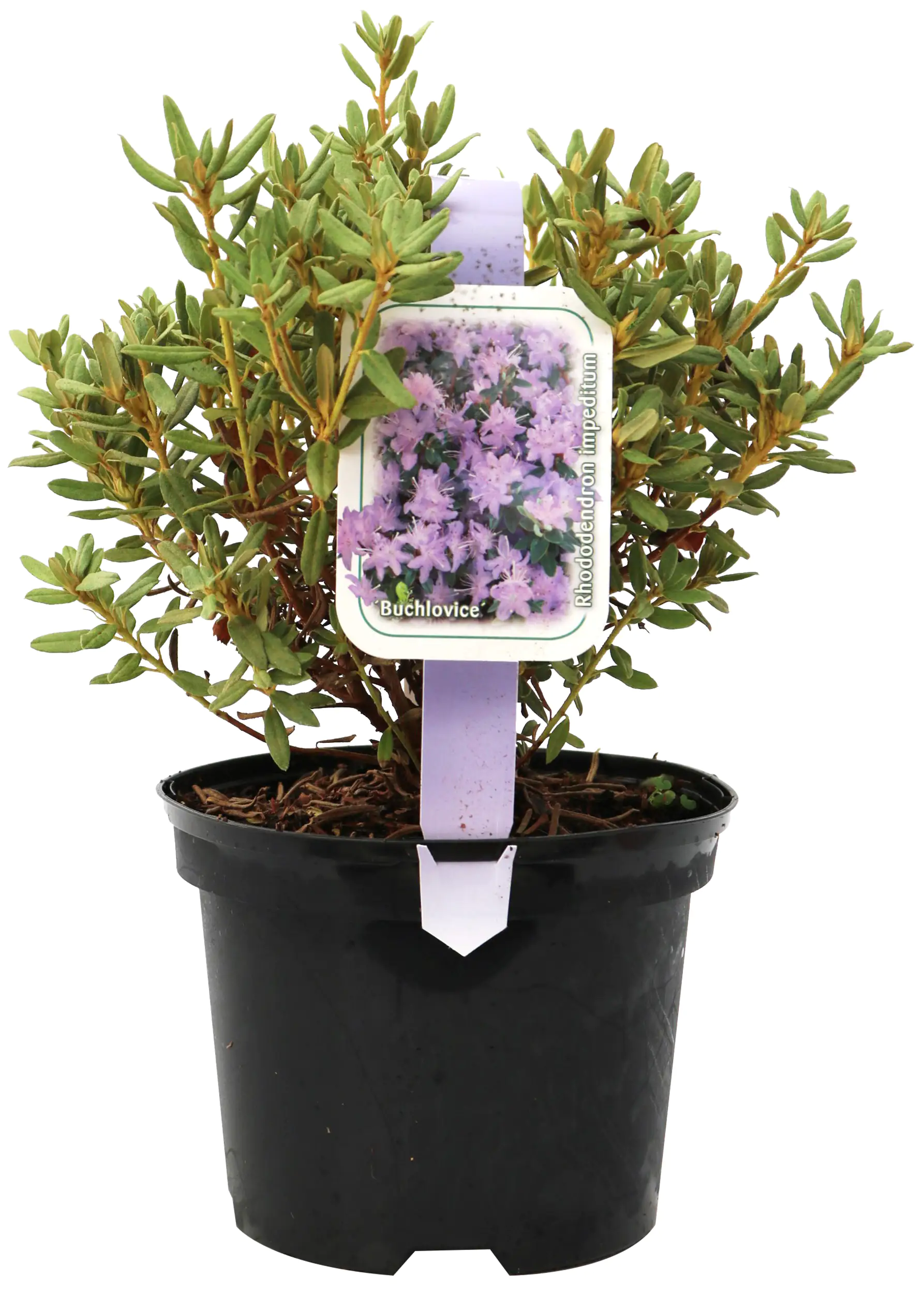 4029395002655_2 Zwergrhododendron H 15- 20 cm 2 L Container