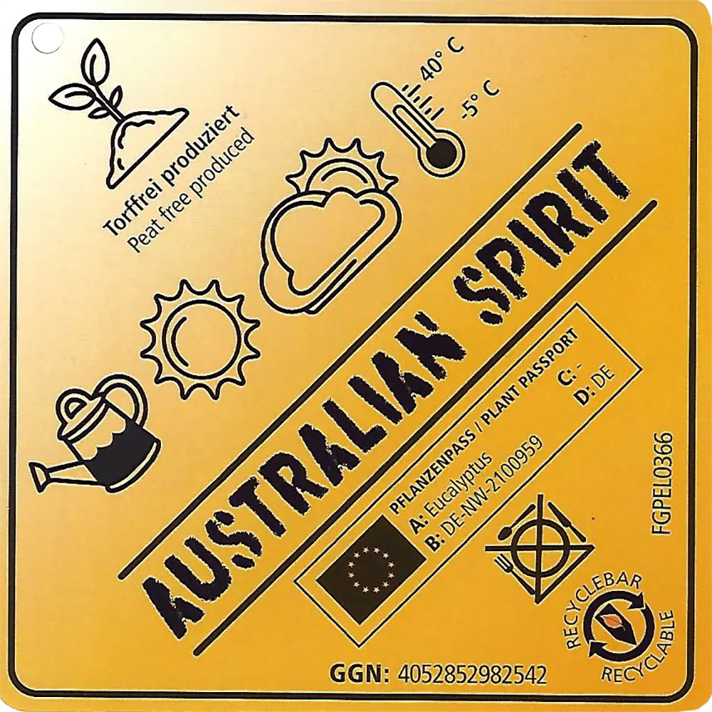 Eucalyptus Australian Spirit 14 cm Topf