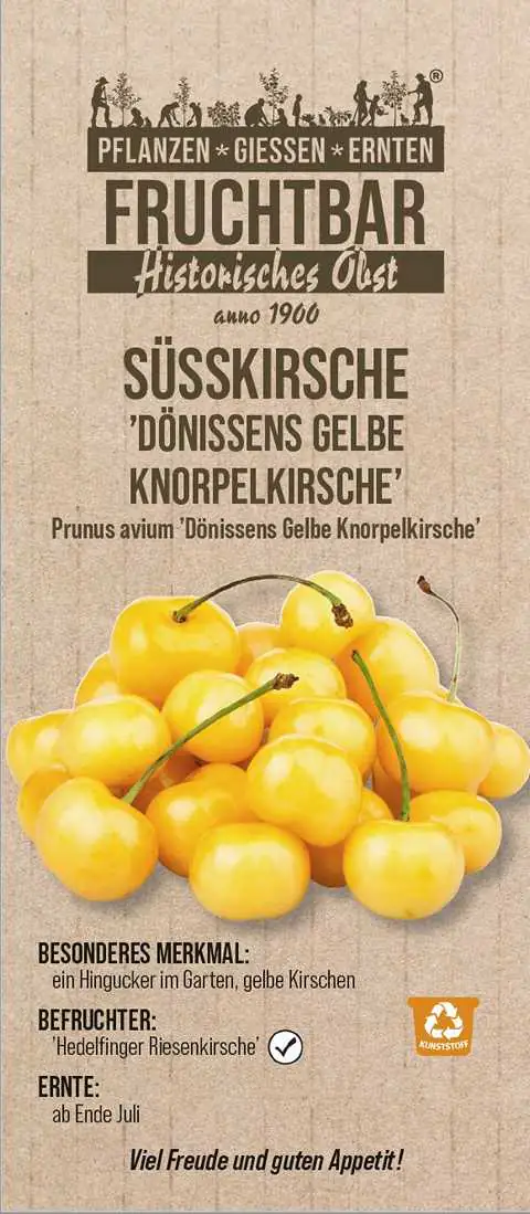 Stadt Ernte Bio Obstbaum Süßkirsche Knorpelkirsche H 150 cm 29 cm Topf