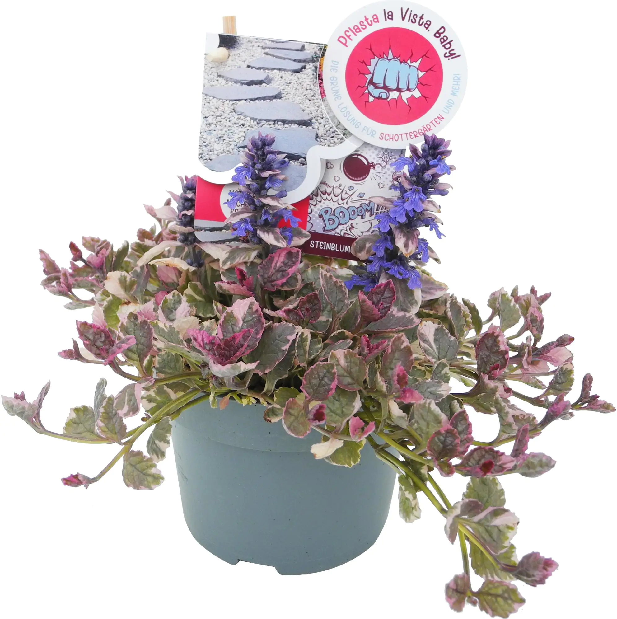 Bodendecker Pflasta la Vista 13 cm Topf