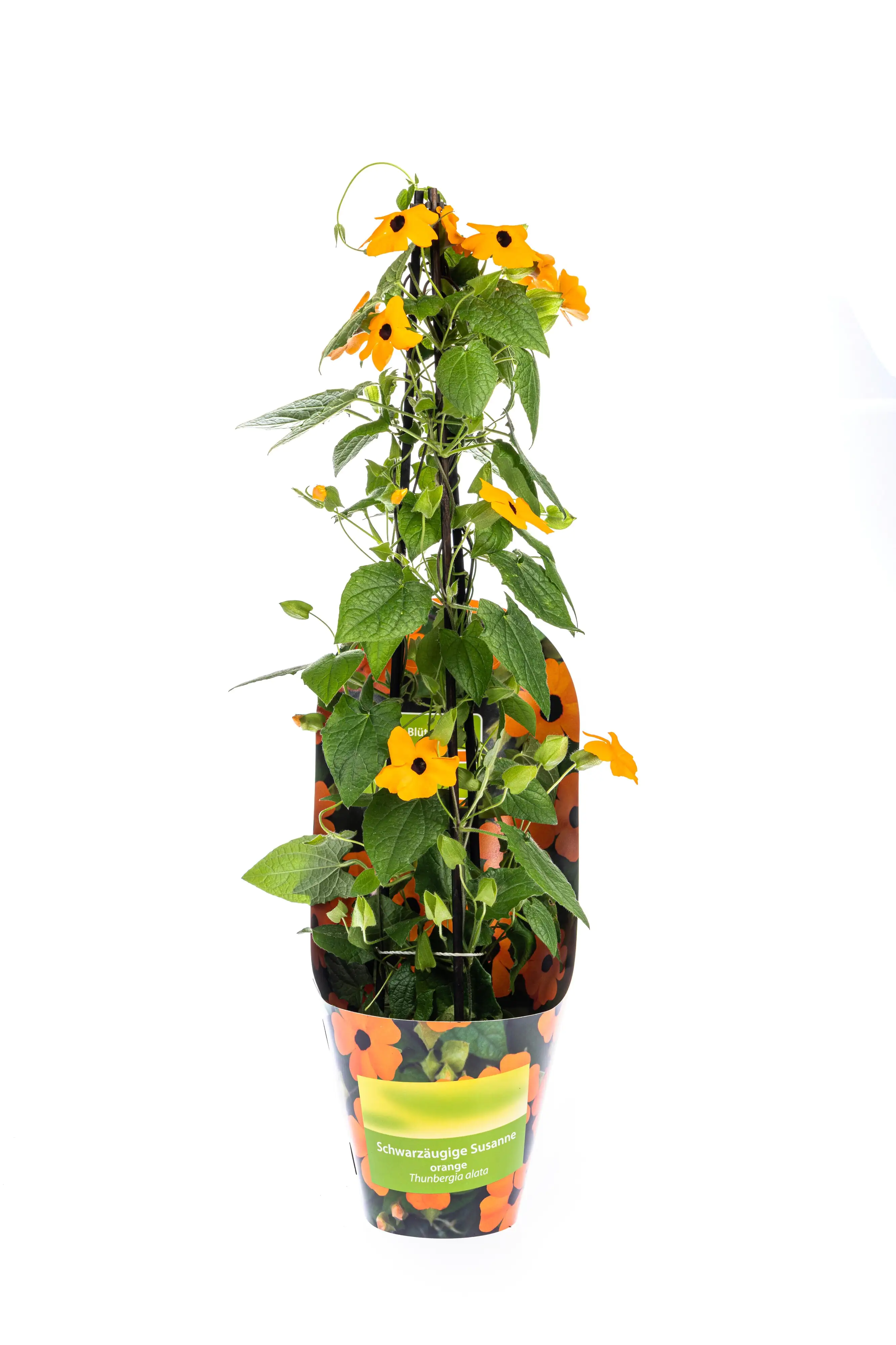 Schwarzäugige Susanne Thunbergia alata Sunny Susy New Orange 13 cm Topf