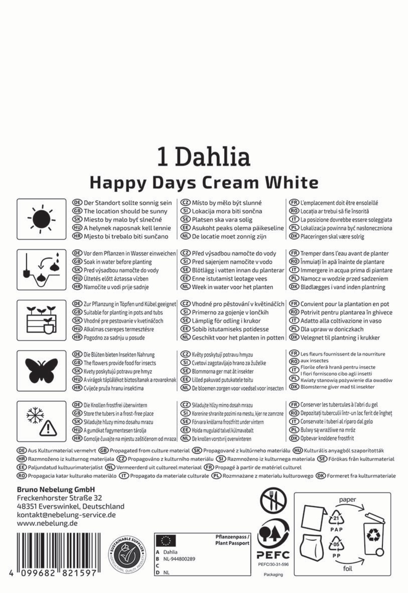 Kiepenkerl Frühjahrsblumenzwiebel Dunkellaubige Beetdahlie Happy Days Creamwhite 1 Stück