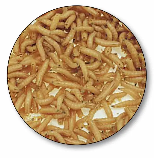 Dresdner Angelköder Maden 0,5 L Tüte