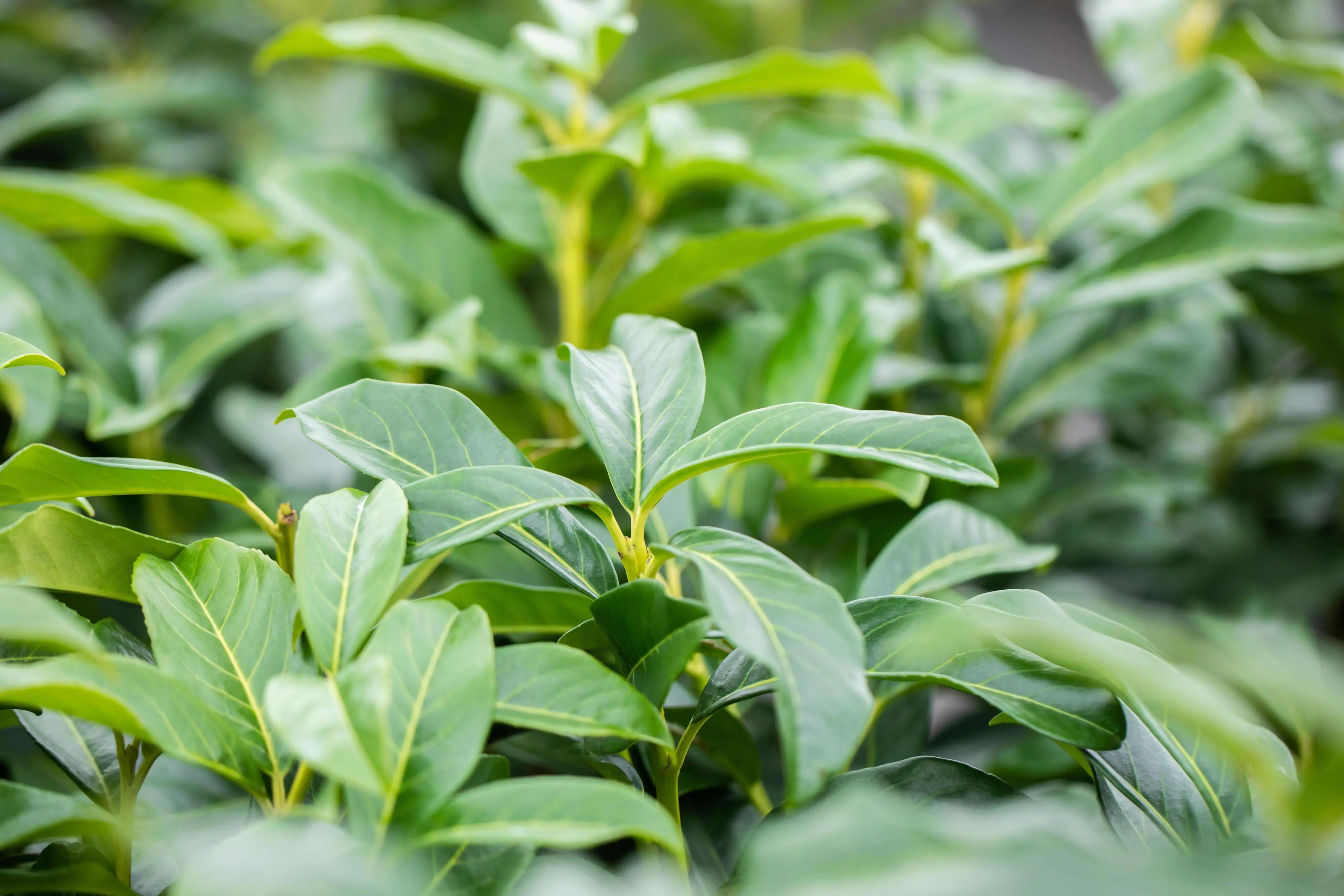 Kirschlorbeer Genolia Prunus laur. Genolia H 100 - 125 cm, 20 Stück