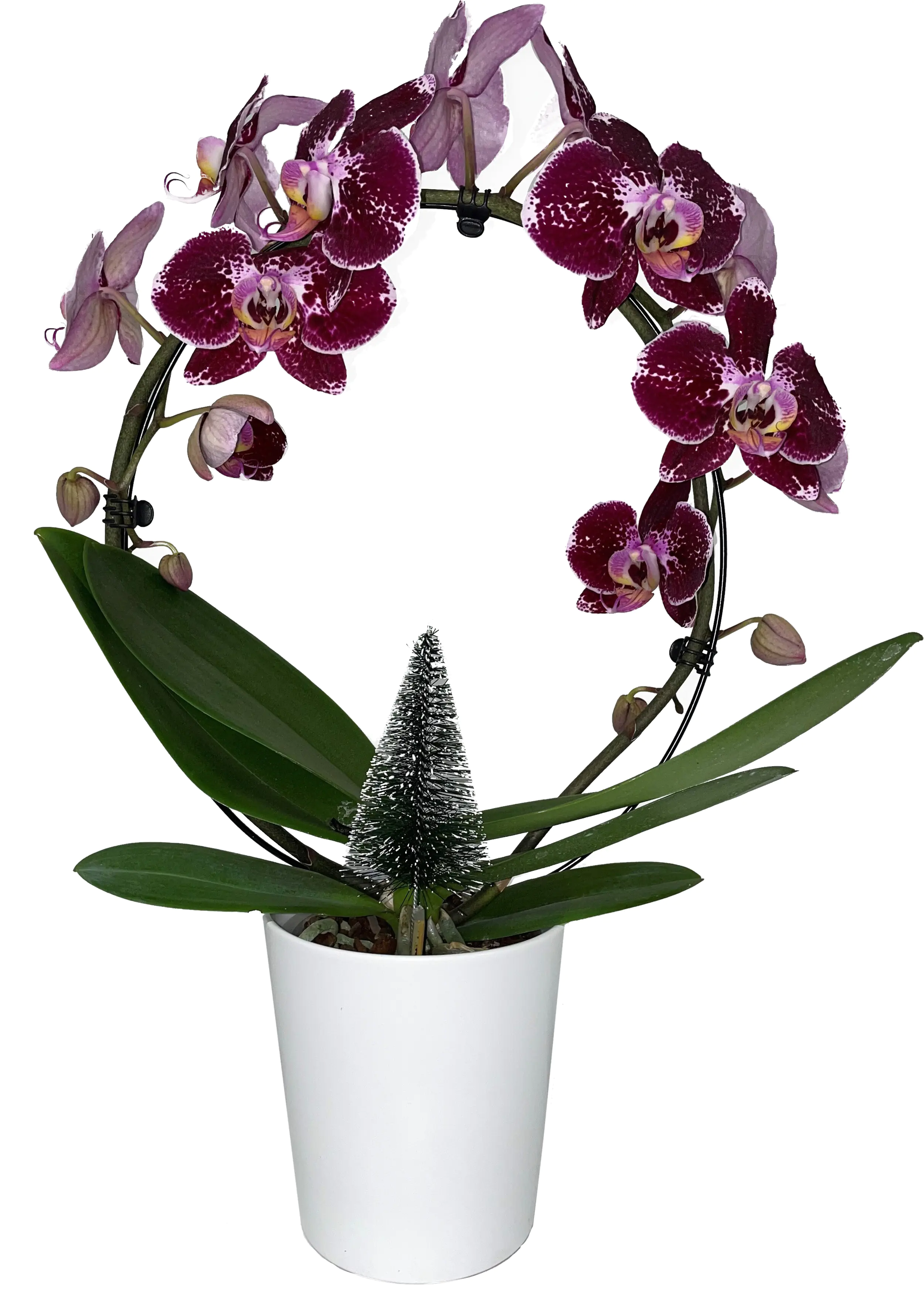 Orchidee Phalaenopsis im Keramiktopf 12 cm Topf H ca. 40-50 cm Orchidee Phalaenopsis im Keramiktopf 12 cm Topf H ca. 40-50 cm