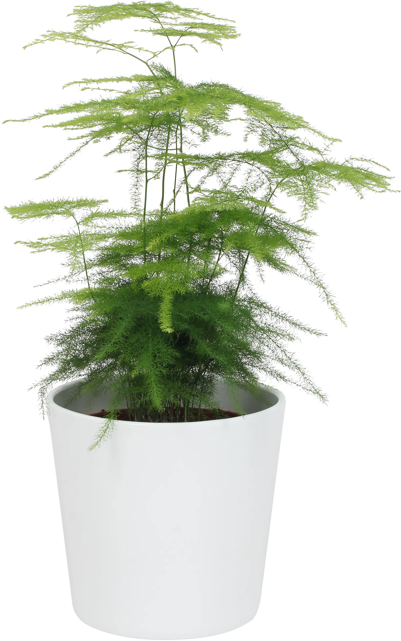 Grünpflanzen inklusive Keramik 12 cm Übertopf Grünpflanzen inklusive Keramik 12 cm Übertopf