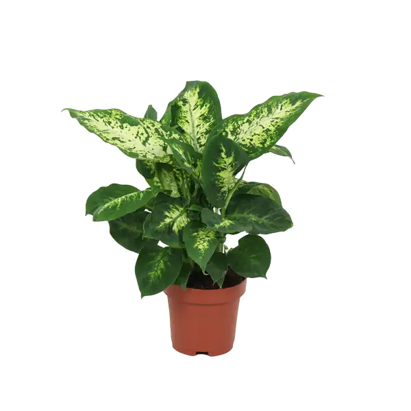 Dieffenbachie Compacta H ca. 40 cm 12 cm Topf