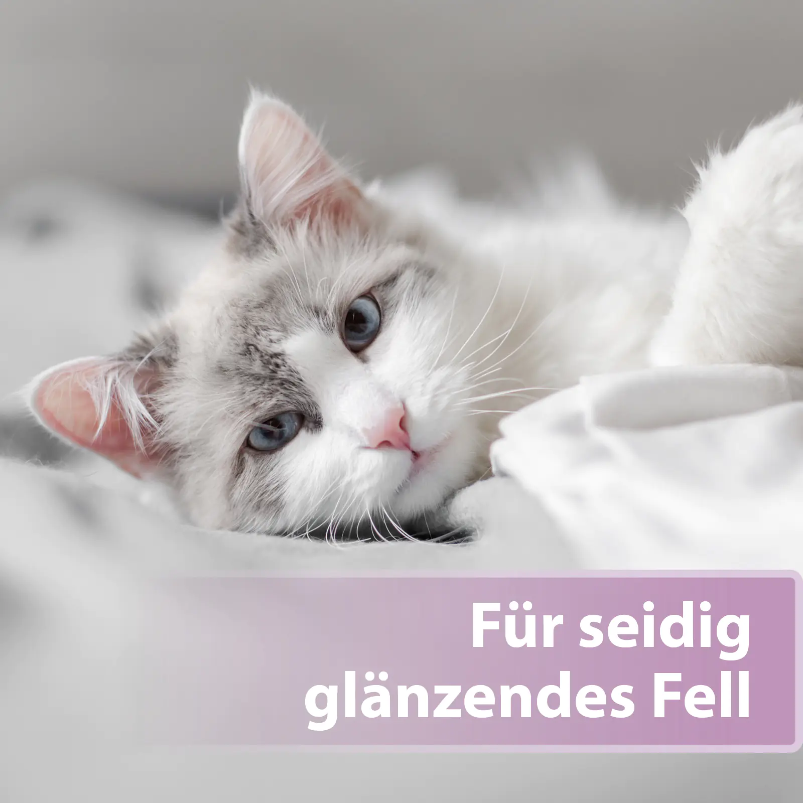 Felisept Fellpflegespray für Katzen 250 ml