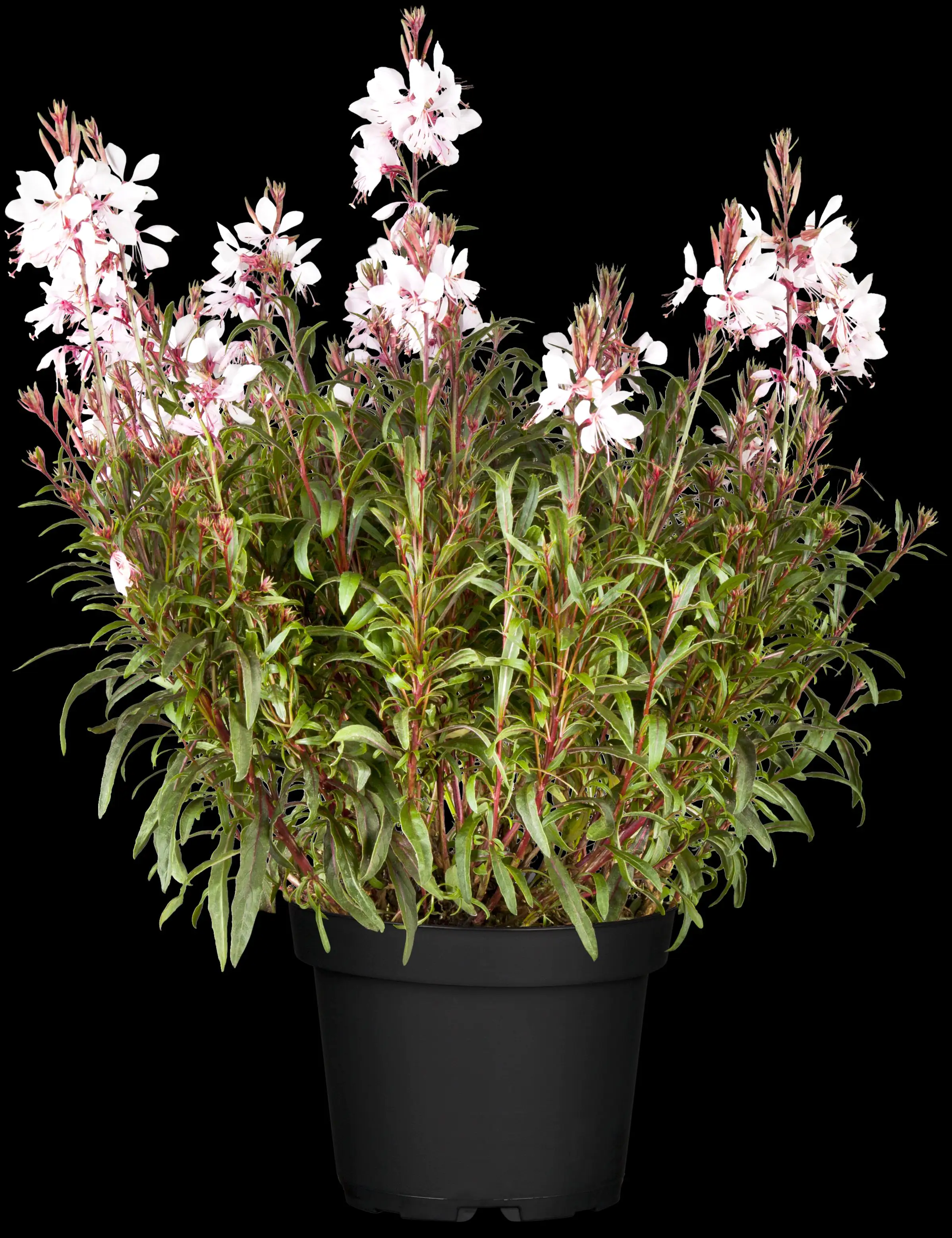 Prachtkerze Gaura lindheimeri 12 cm Topf